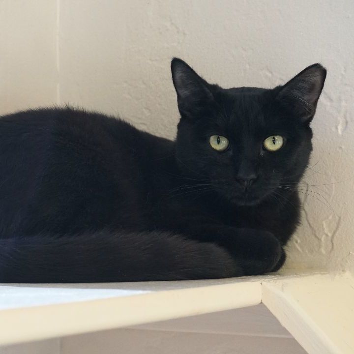 Enlarge BooBoo, an adoptable Domestic Short Hair in Fountain Hills, AZ image 2/4