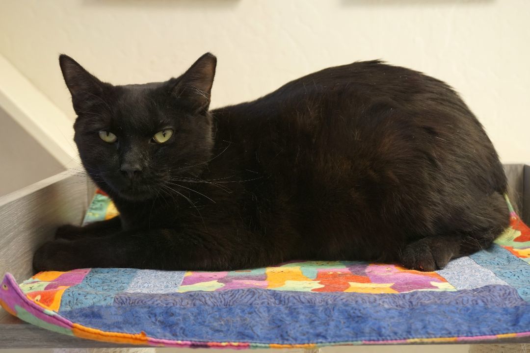Enlarge BooBoo, an adoptable Domestic Short Hair in Fountain Hills, AZ image 3/4