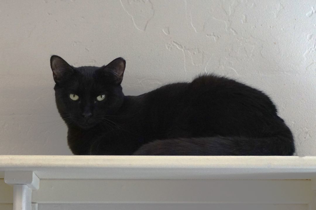 Enlarge BooBoo, an adoptable Domestic Short Hair in Fountain Hills, AZ image 4/4