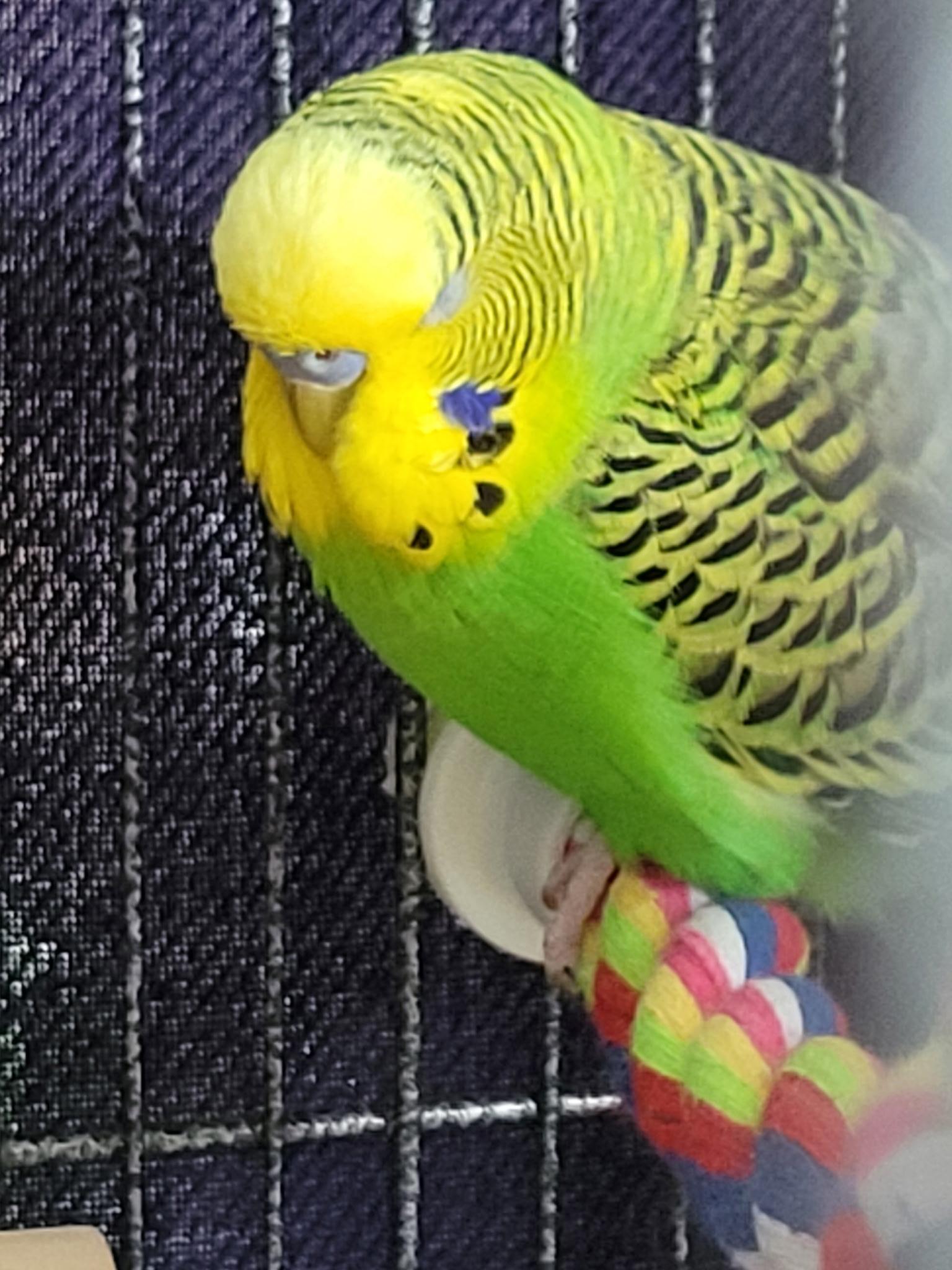 Enlarge Jasper, Ringo, Jade and Twitch, a Adoptable Parakeet (Other) in hinckley, IL image 1/3