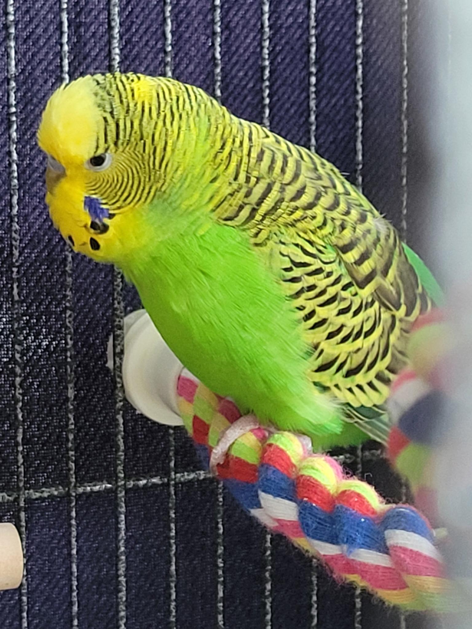 Enlarge Jasper, Ringo, Jade and Twitch, a Adoptable Parakeet (Other) in hinckley, IL image 2/3