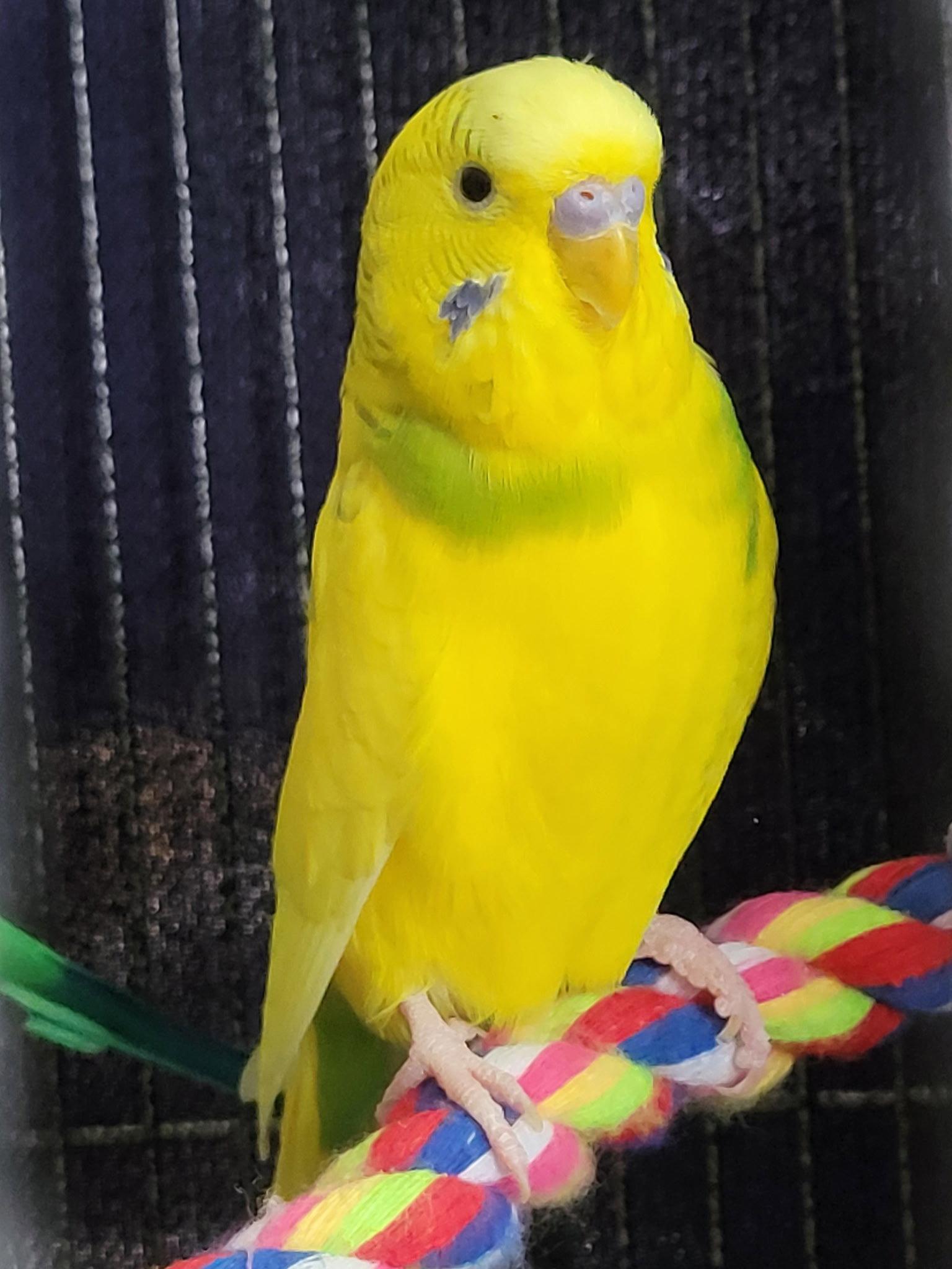 Enlarge Jasper, Ringo, Jade and Twitch, a Adoptable Parakeet (Other) in hinckley, IL image 3/3