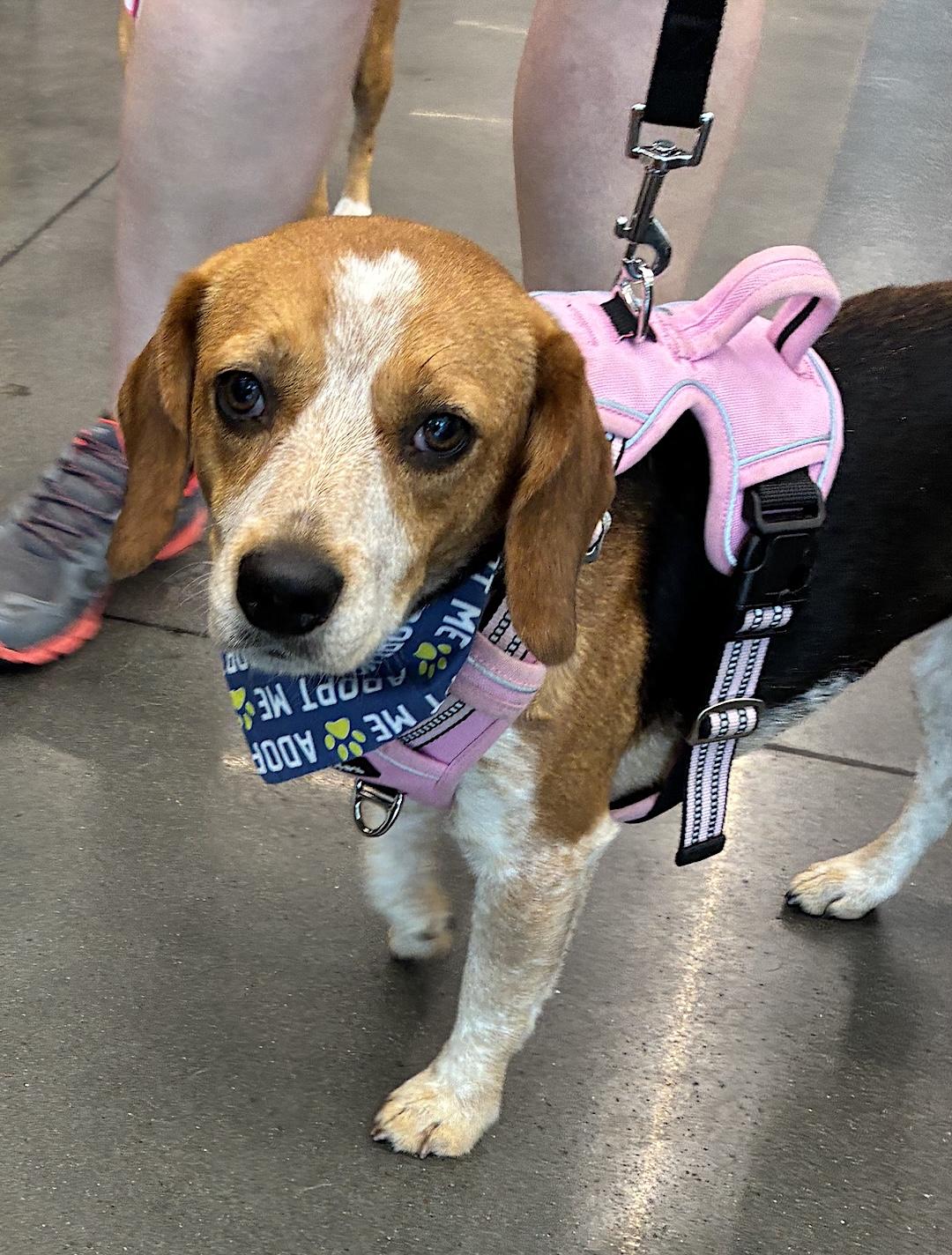 Korra, adoptable, Adult Female Beagle.