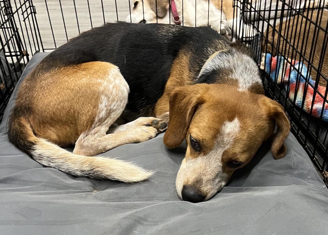 Korra, an adoptable Beagle in Tomball, TX image 6/6