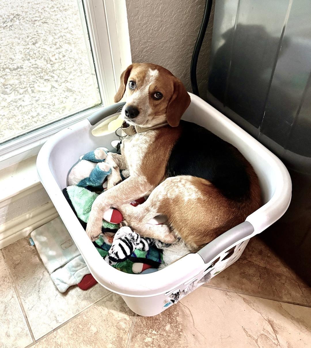Korra, an adoptable Beagle in Tomball, TX image 5/6