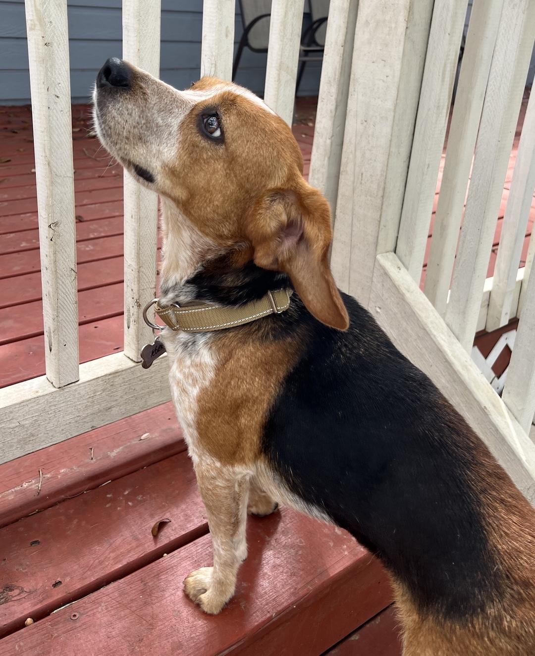 Korra, an adoptable Beagle in Tomball, TX image 4/6