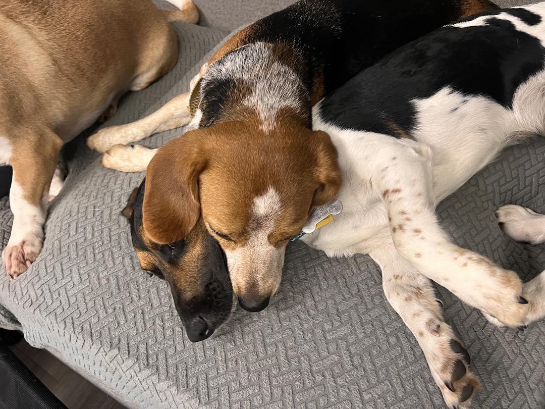 Korra, an adoptable Beagle in Tomball, TX image 3/6