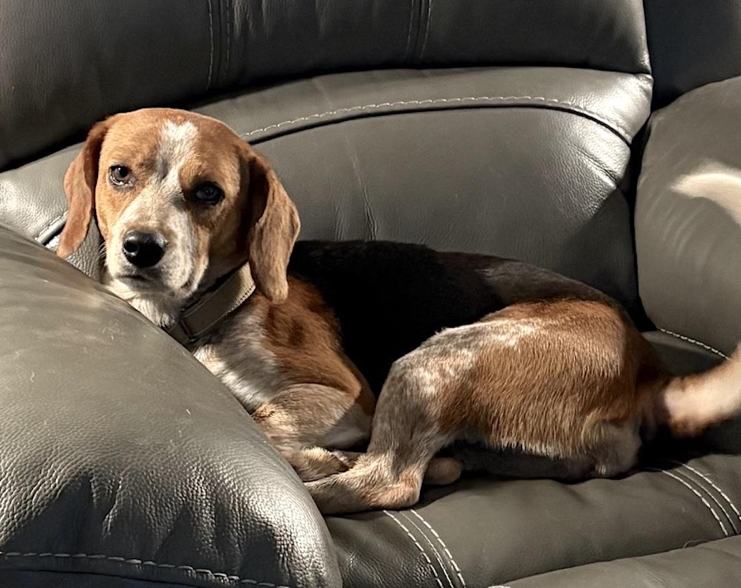 Korra, an adoptable Beagle in Tomball, TX image 2/6