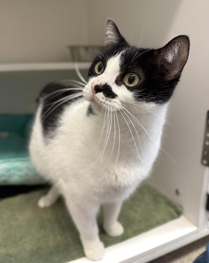 Jack, Adoptable, Adult Male Domestic Short Hair & Domestic Short Hair.