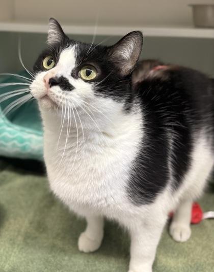 Enlarge Jack, a Adoptable mixed breed in Harbor Springs, MI image 2/2