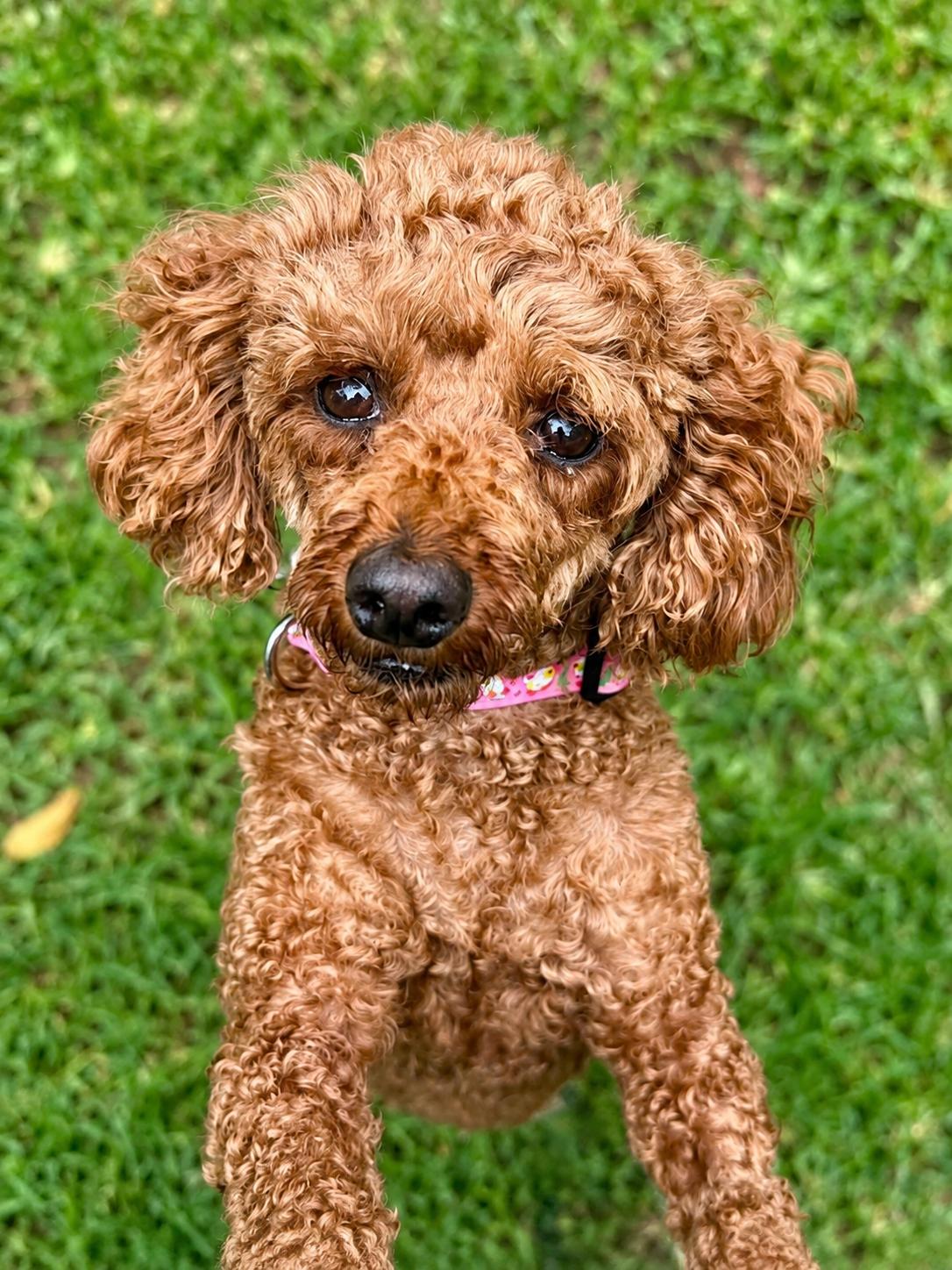 Mindy, Adopted, Adult Female Poodle.