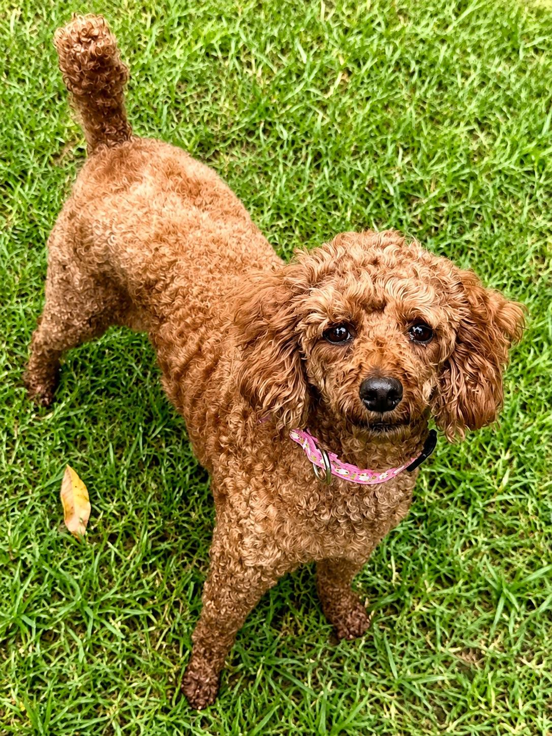 Enlarge Mindy, a Adopted Poodle in Lee's Summit, MO image 2/3