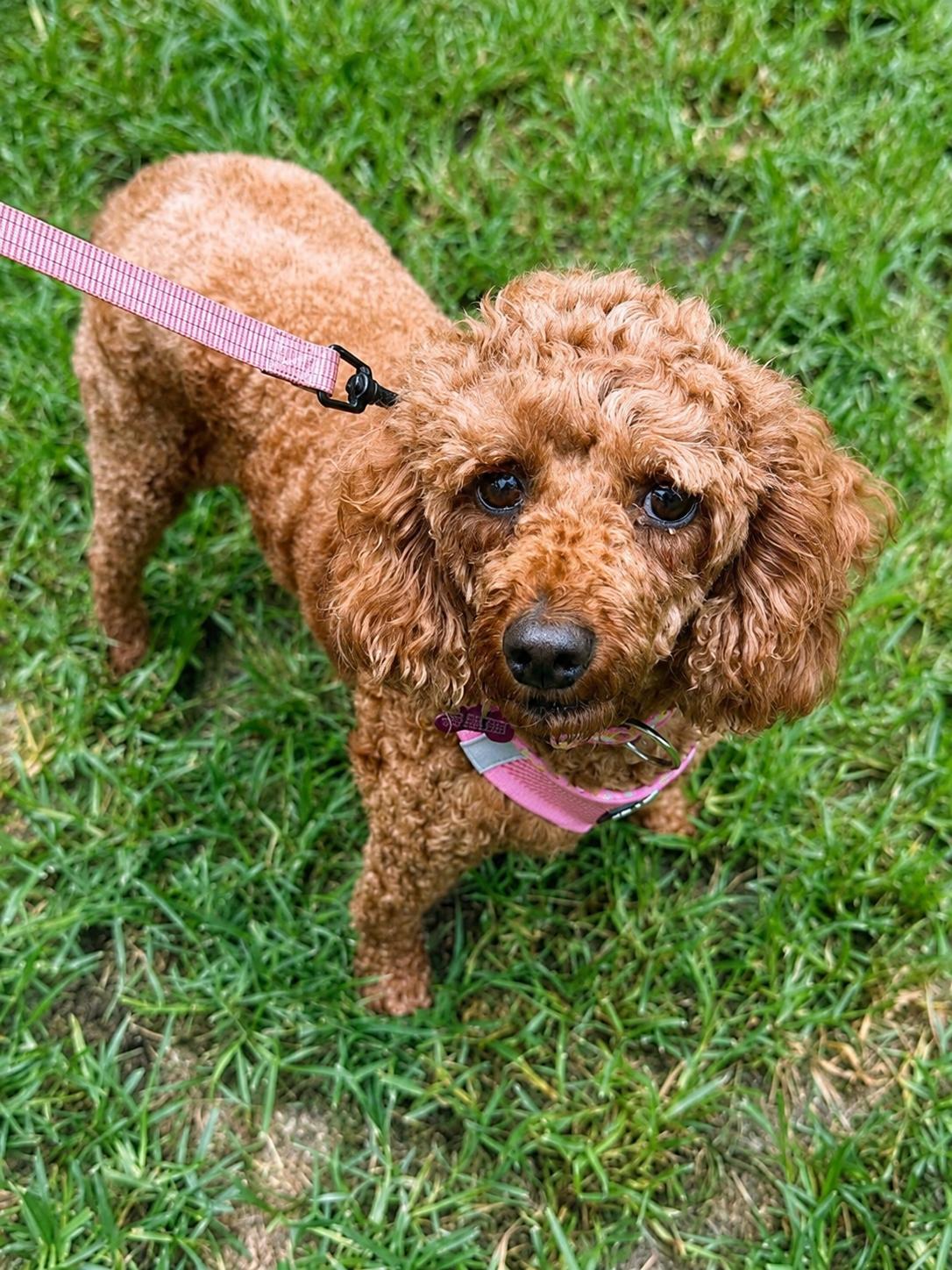 Enlarge Mindy, a Adopted Poodle in Lee's Summit, MO image 3/3