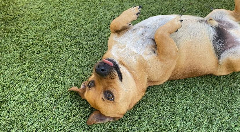 Levi, Adoptable, Adult Male Dachshund & Portuguese Podengo.