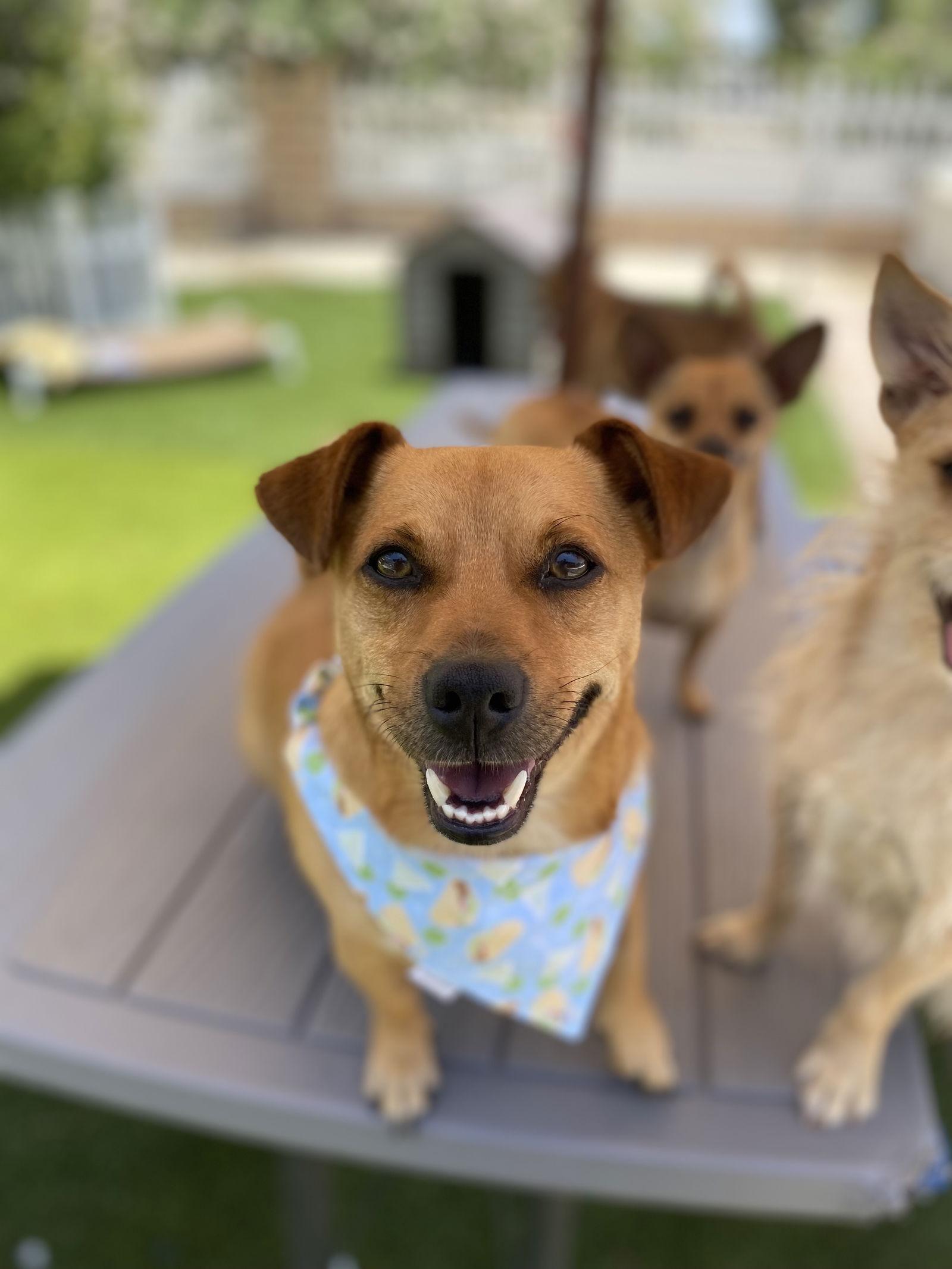 Levi, a Adoptable mixed breed in La Verne, CA image 2/6