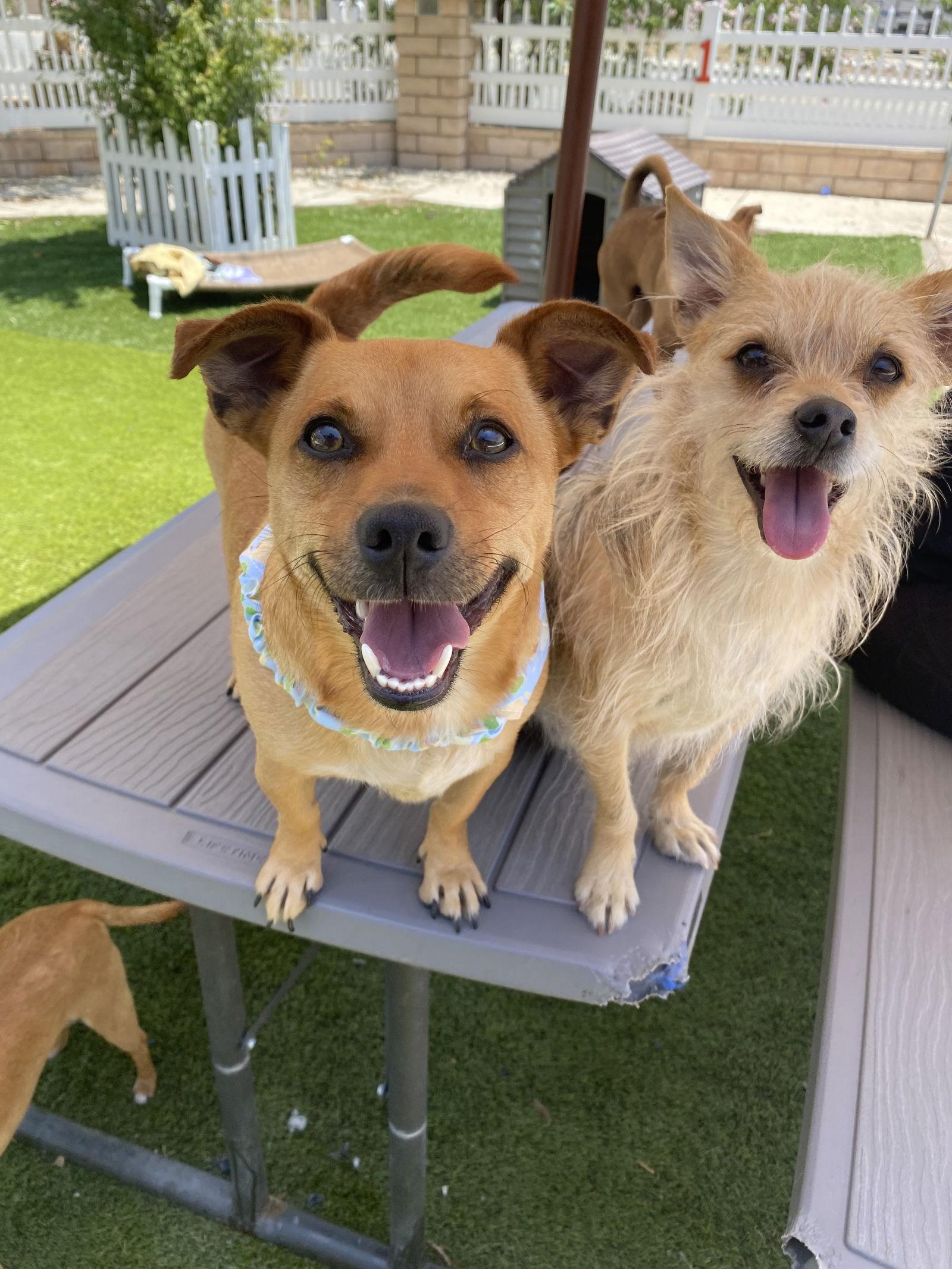 Levi, a Adoptable mixed breed in La Verne, CA image 3/6