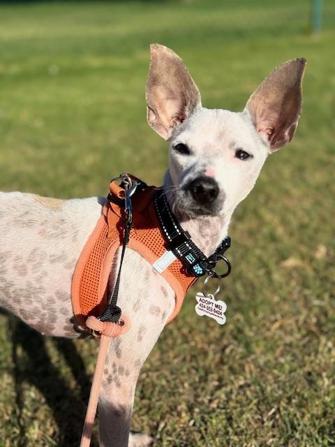 Antonio, a Adoptable mixed breed in Morro Bay, CA image 6/6
