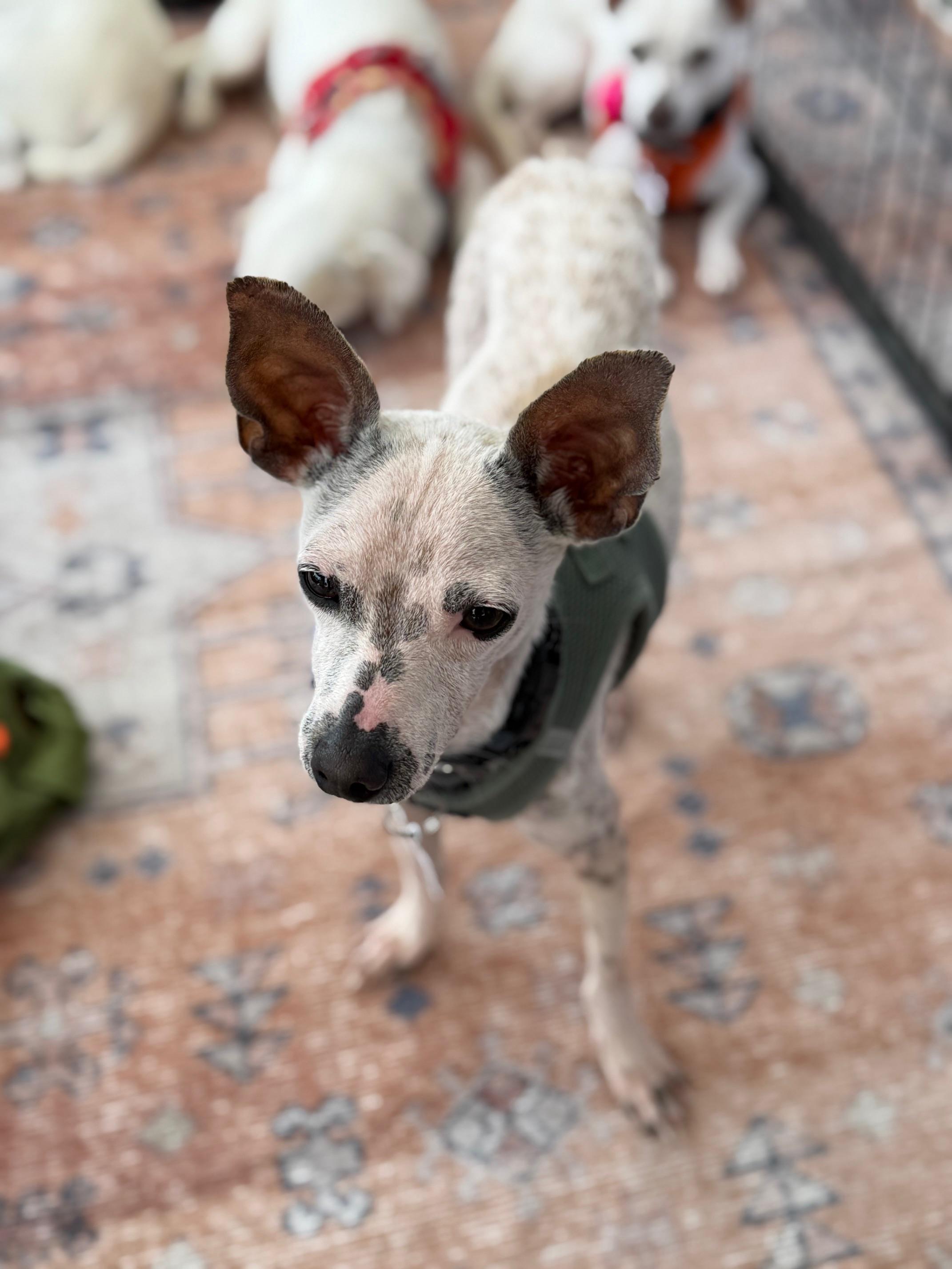 Antonio, a Adoptable mixed breed in Morro Bay, CA image 5/6