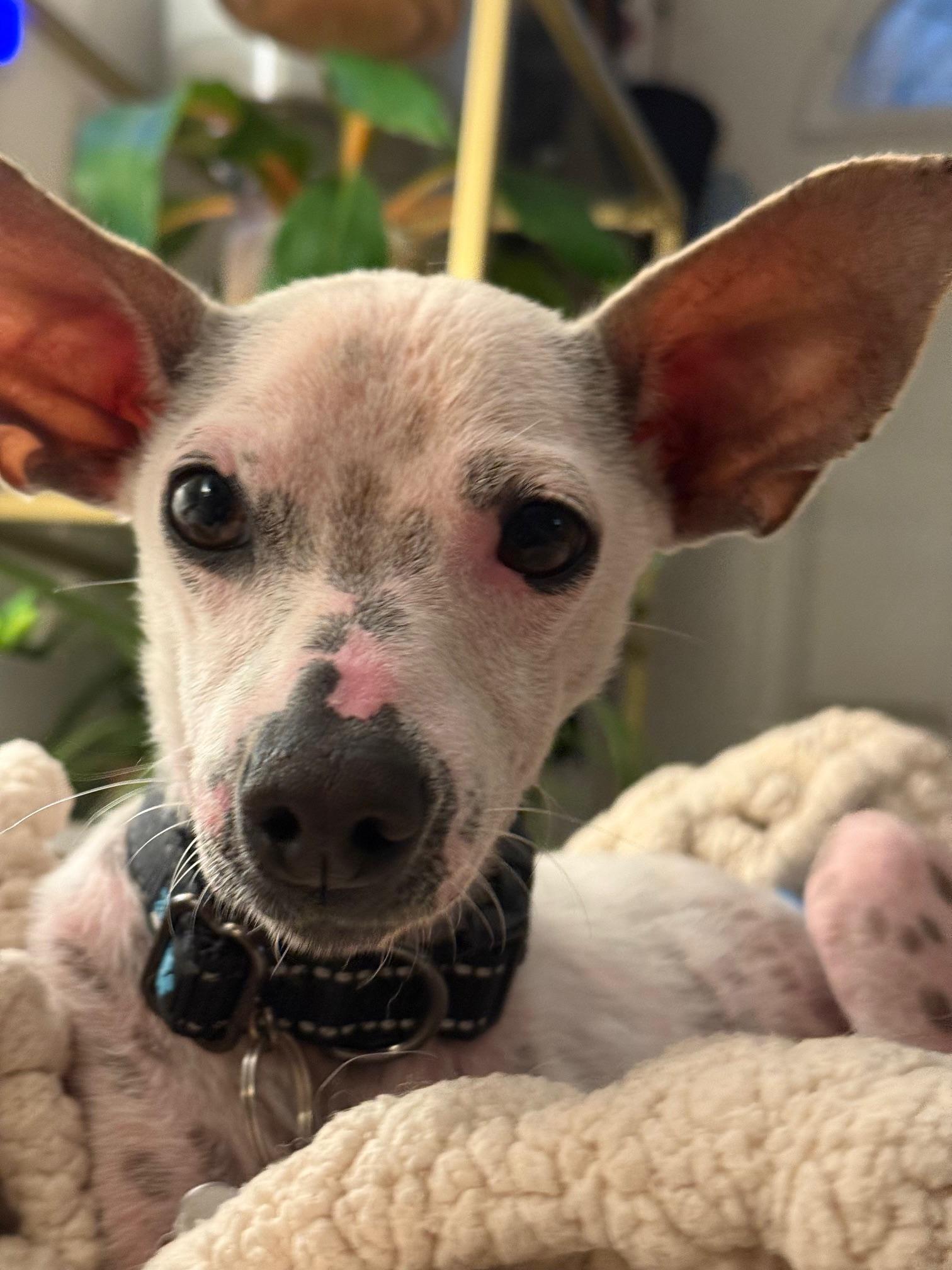 Antonio, a Adoptable mixed breed in Morro Bay, CA image 3/6