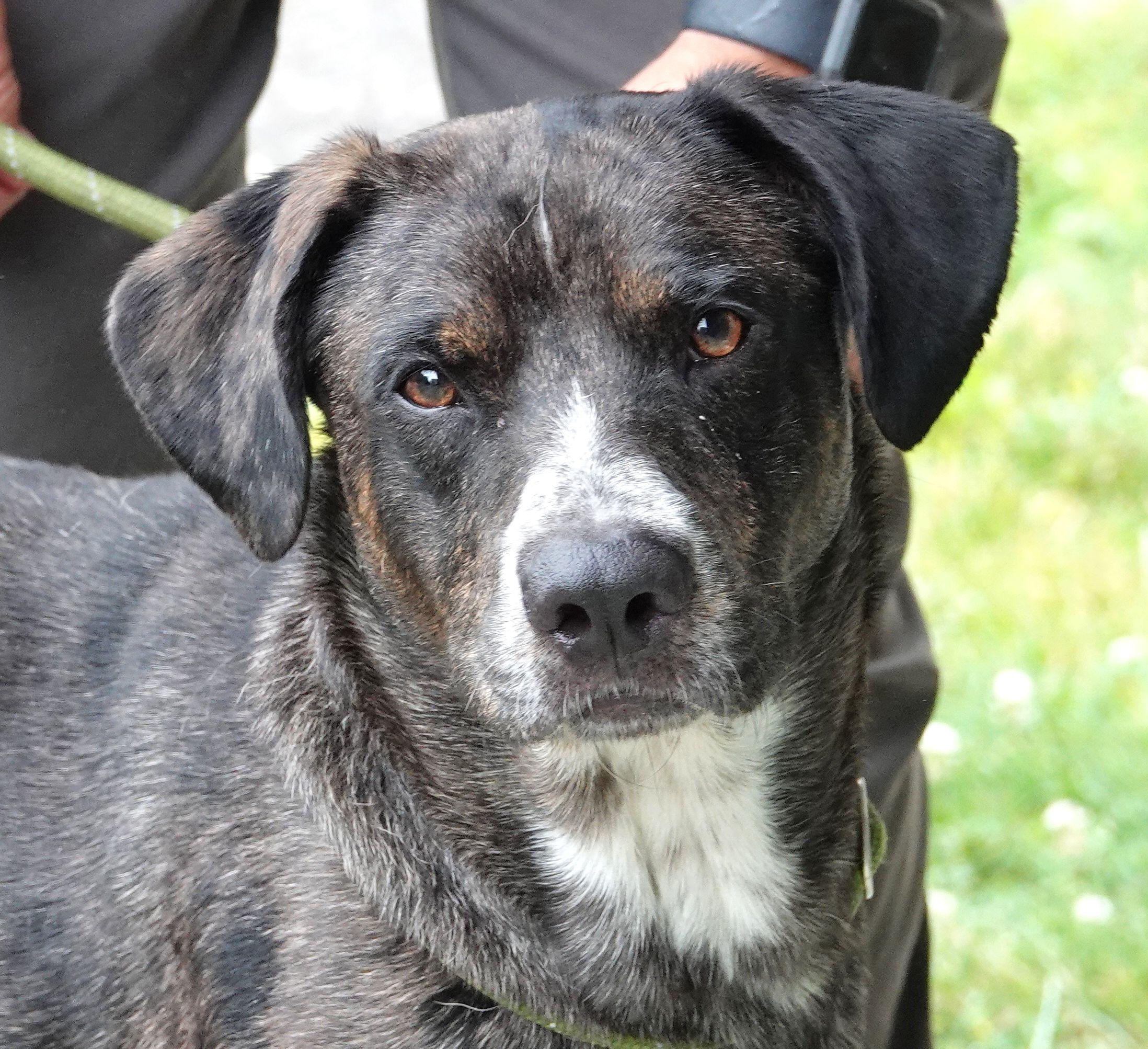 Lou, a ADOPTABLE mixed breed in Millfield, OH image 1/4