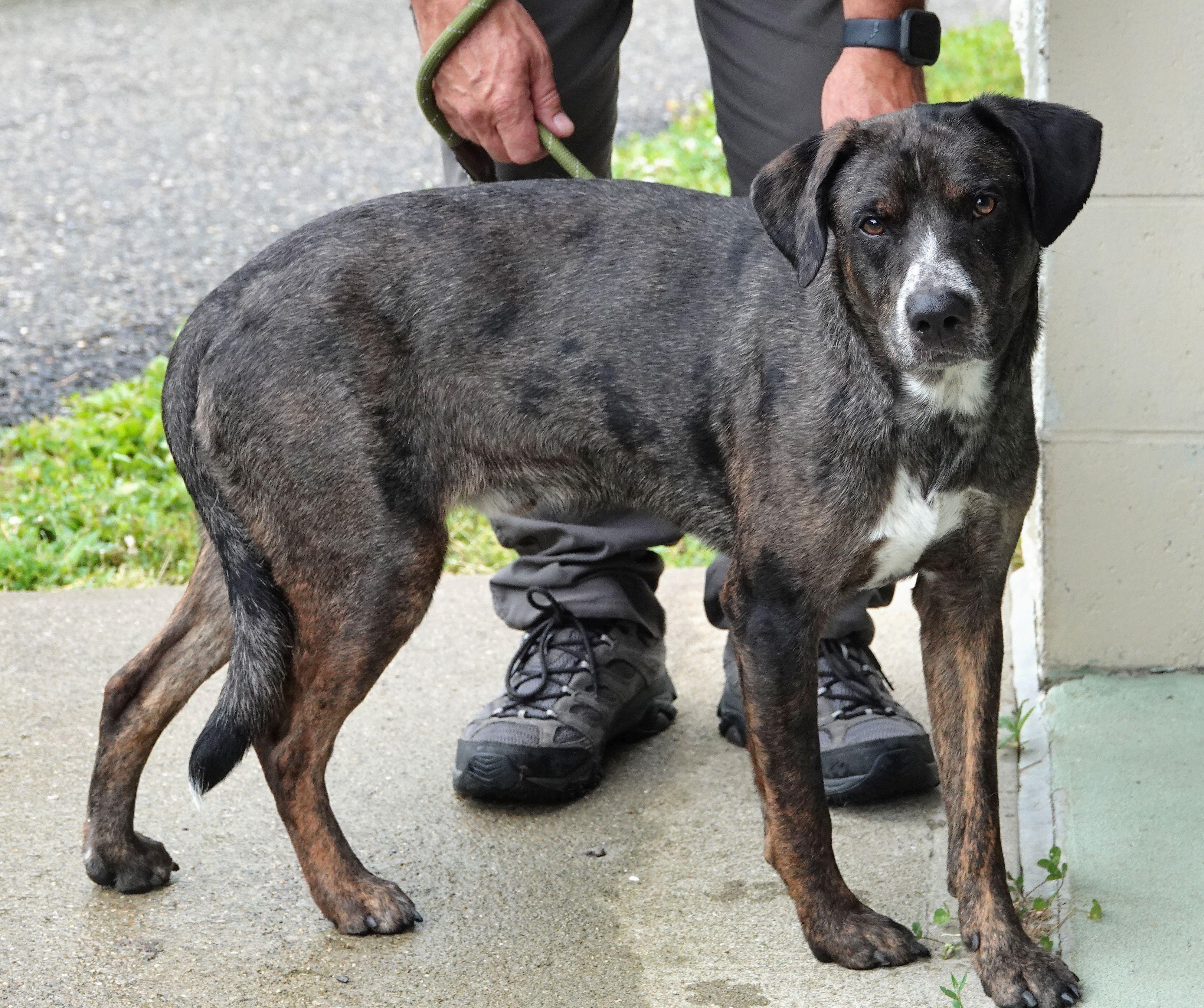 Lou, a ADOPTABLE mixed breed in Millfield, OH image 2/4