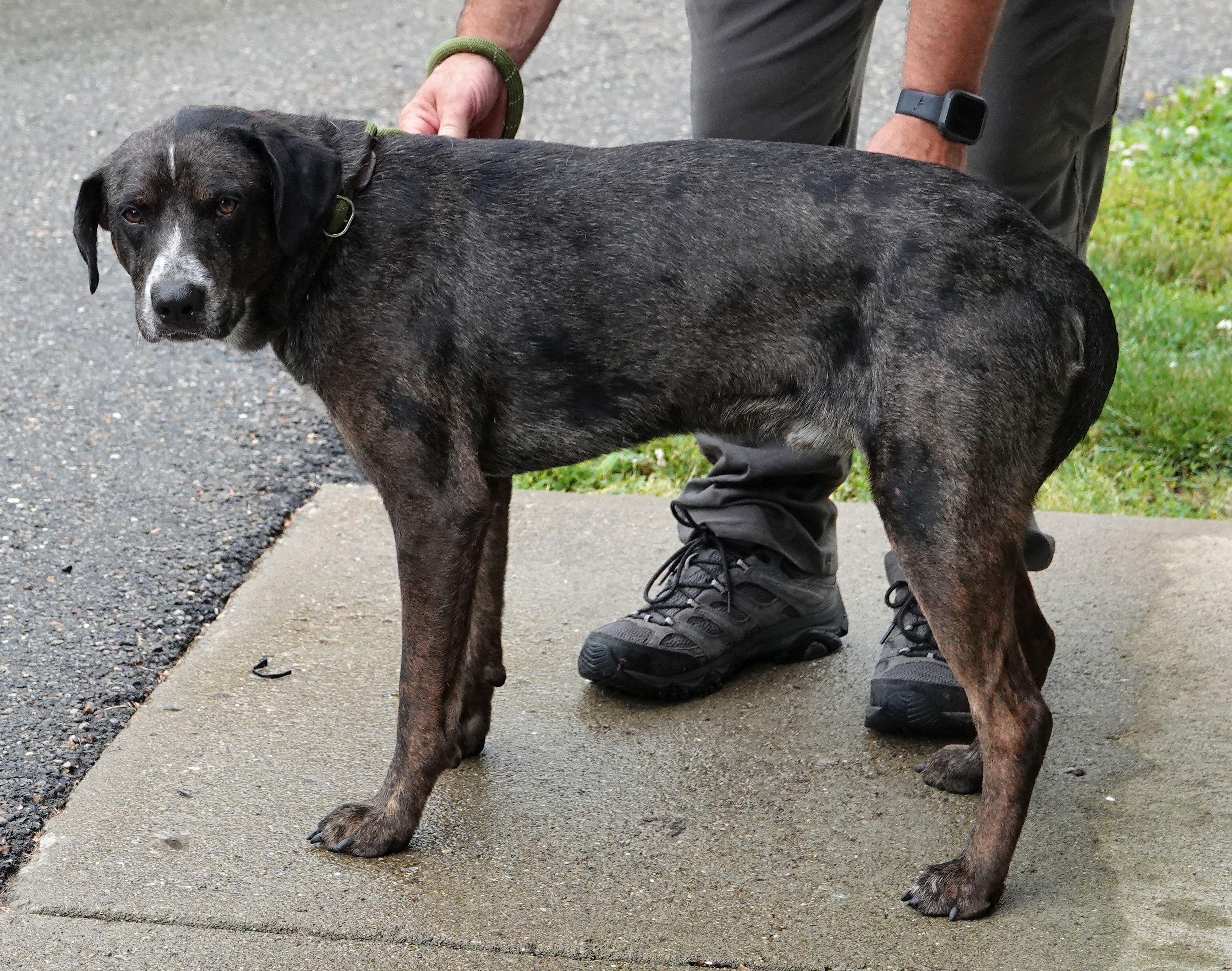 Lou, a ADOPTABLE mixed breed in Millfield, OH image 4/4