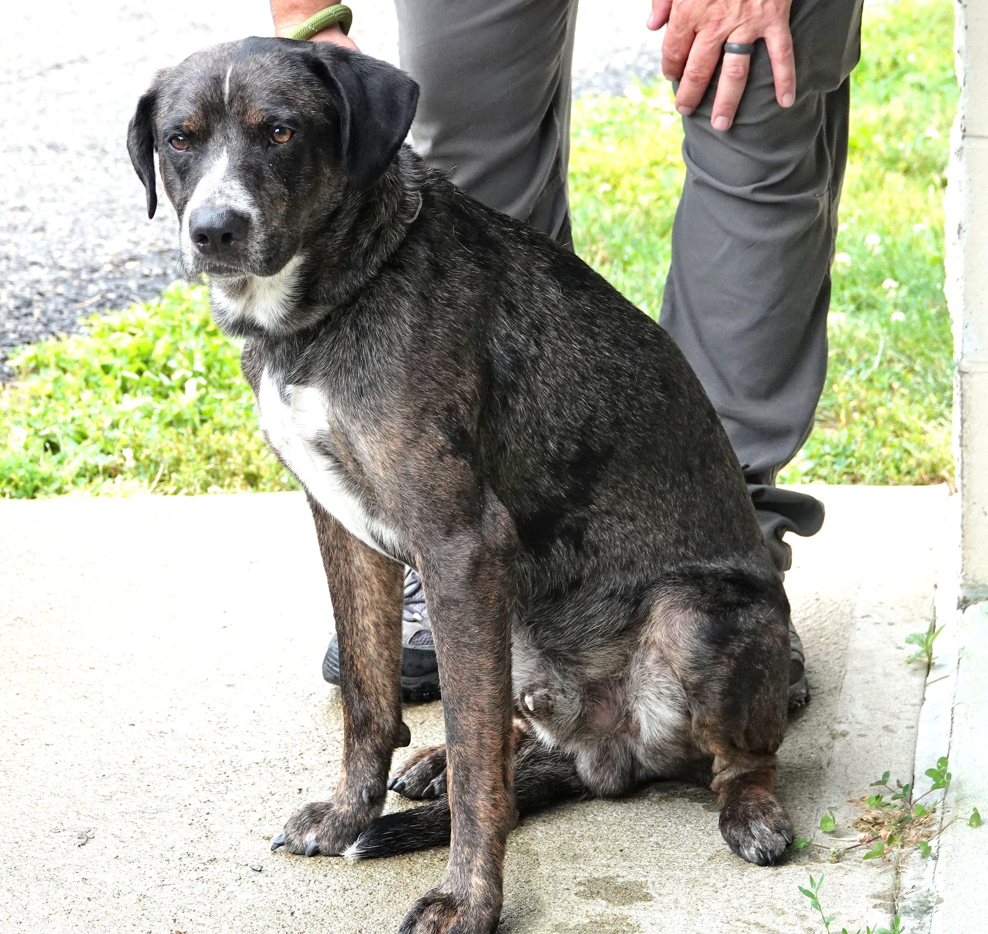 Lou, a ADOPTABLE mixed breed in Millfield, OH image 3/4