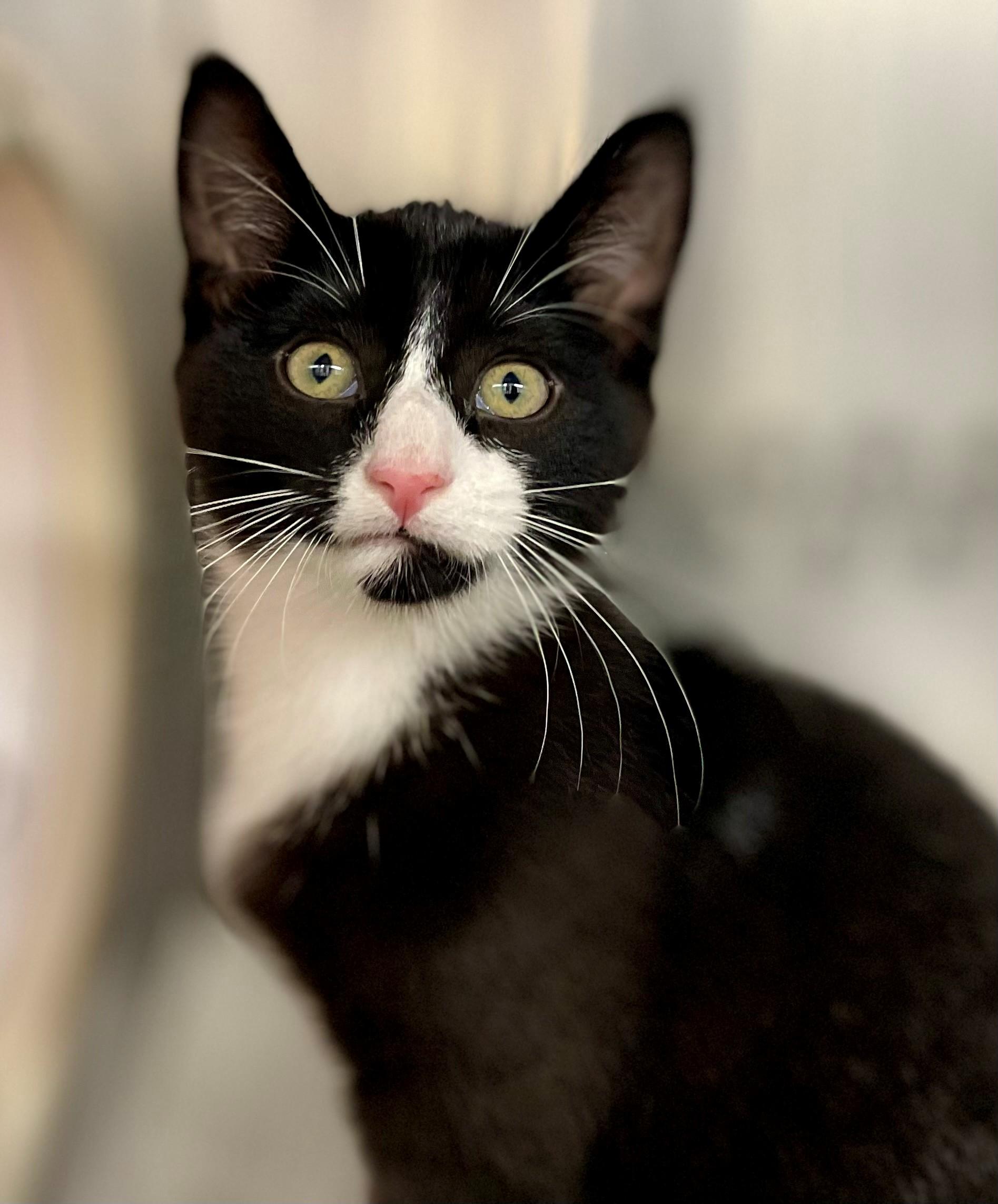 Enlarge Paella, a Adoptable Domestic Short Hair in Hamilton, ON image 1/4