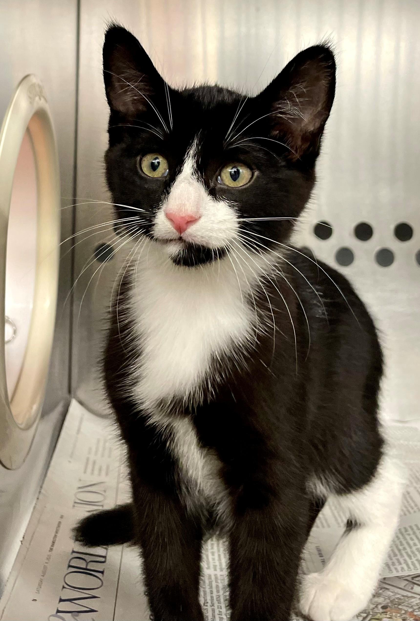 Enlarge Paella, a Adoptable Domestic Short Hair in Hamilton, ON image 2/4