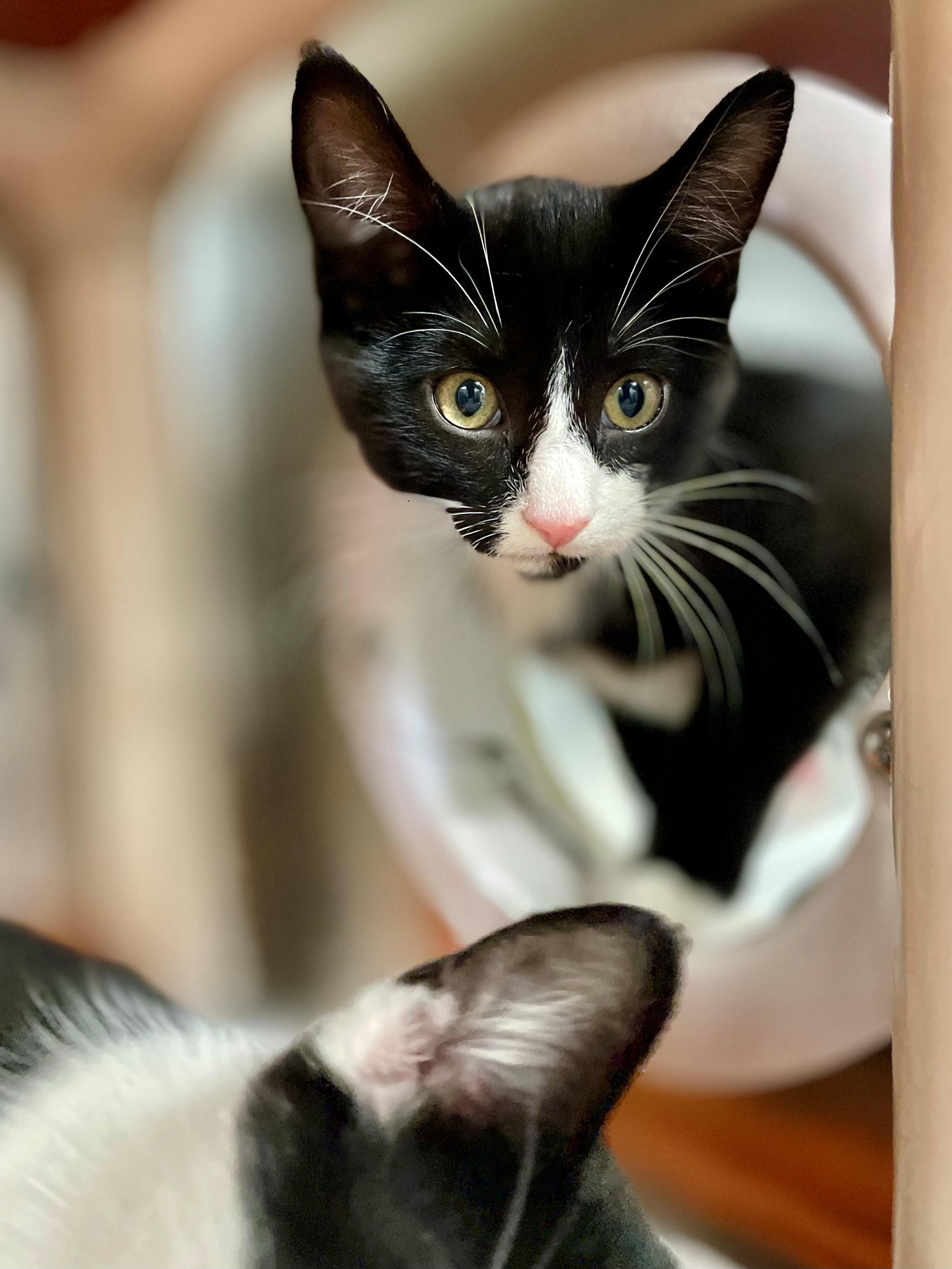 Enlarge Paella, a Adoptable Domestic Short Hair in Hamilton, ON image 3/4