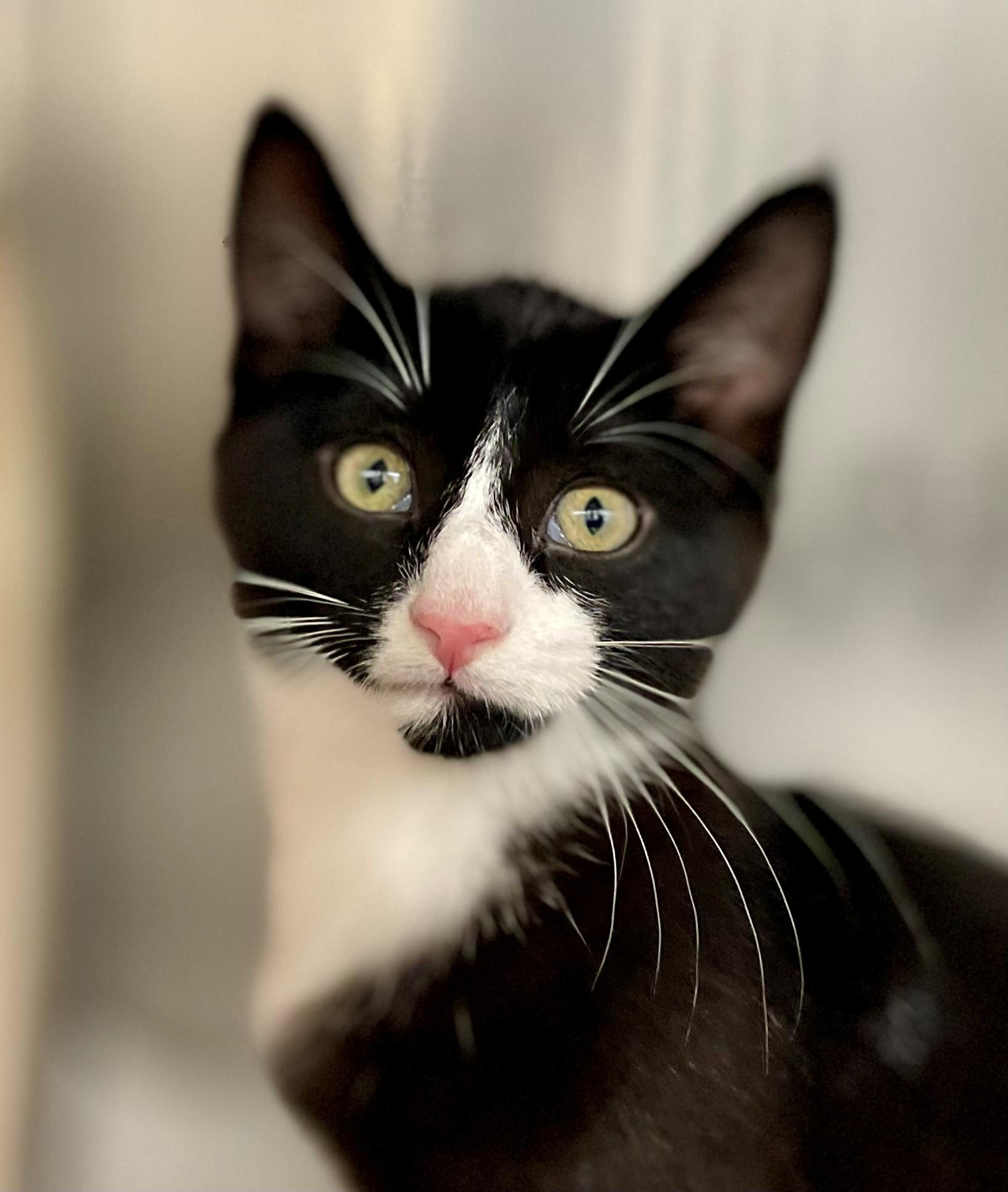 Enlarge Paella, a Adoptable Domestic Short Hair in Hamilton, ON image 4/4