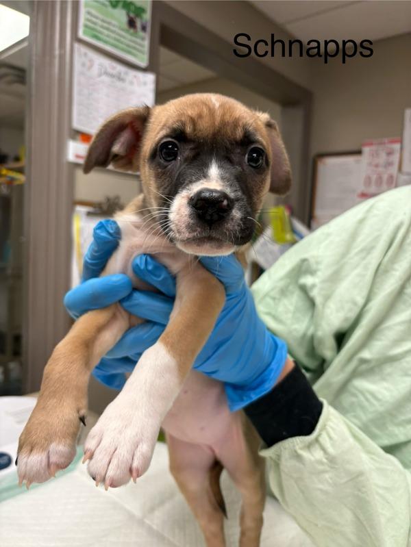 Enlarge Schnapps, a Adoptable mixed breed in Knoxville, TN image 1/1