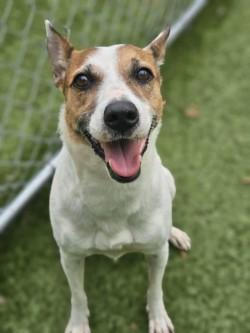 Babsy, a Adoptable mixed breed in Savannah, GA image 1/3