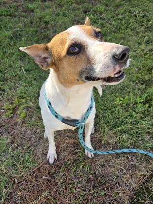 Babsy, a Adoptable mixed breed in Savannah, GA image 2/3