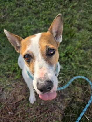 Babsy, a Adoptable mixed breed in Savannah, GA image 3/3