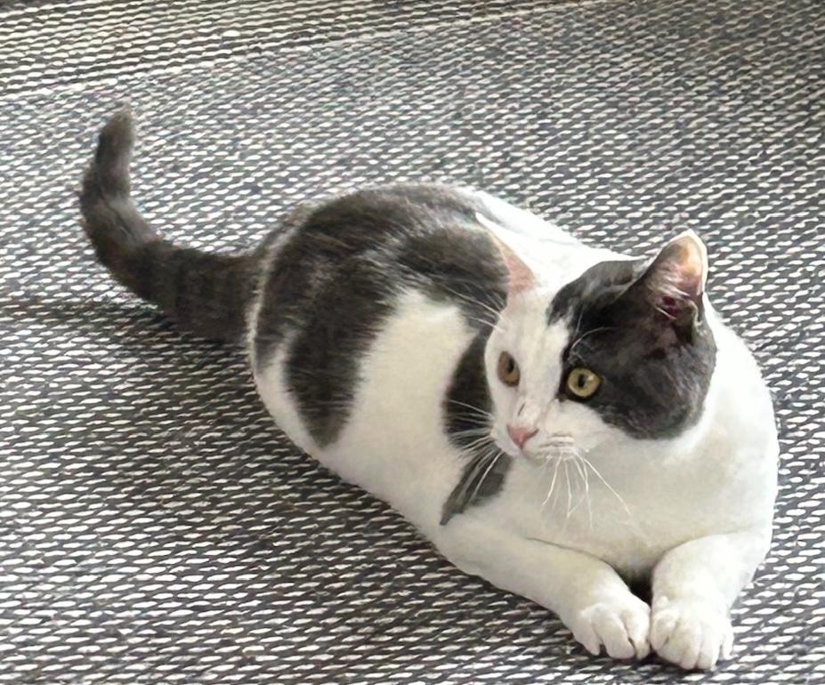 Enlarge Bodhi and Turtle, a ADOPTABLE mixed breed in Glenmont, NY image 3/5