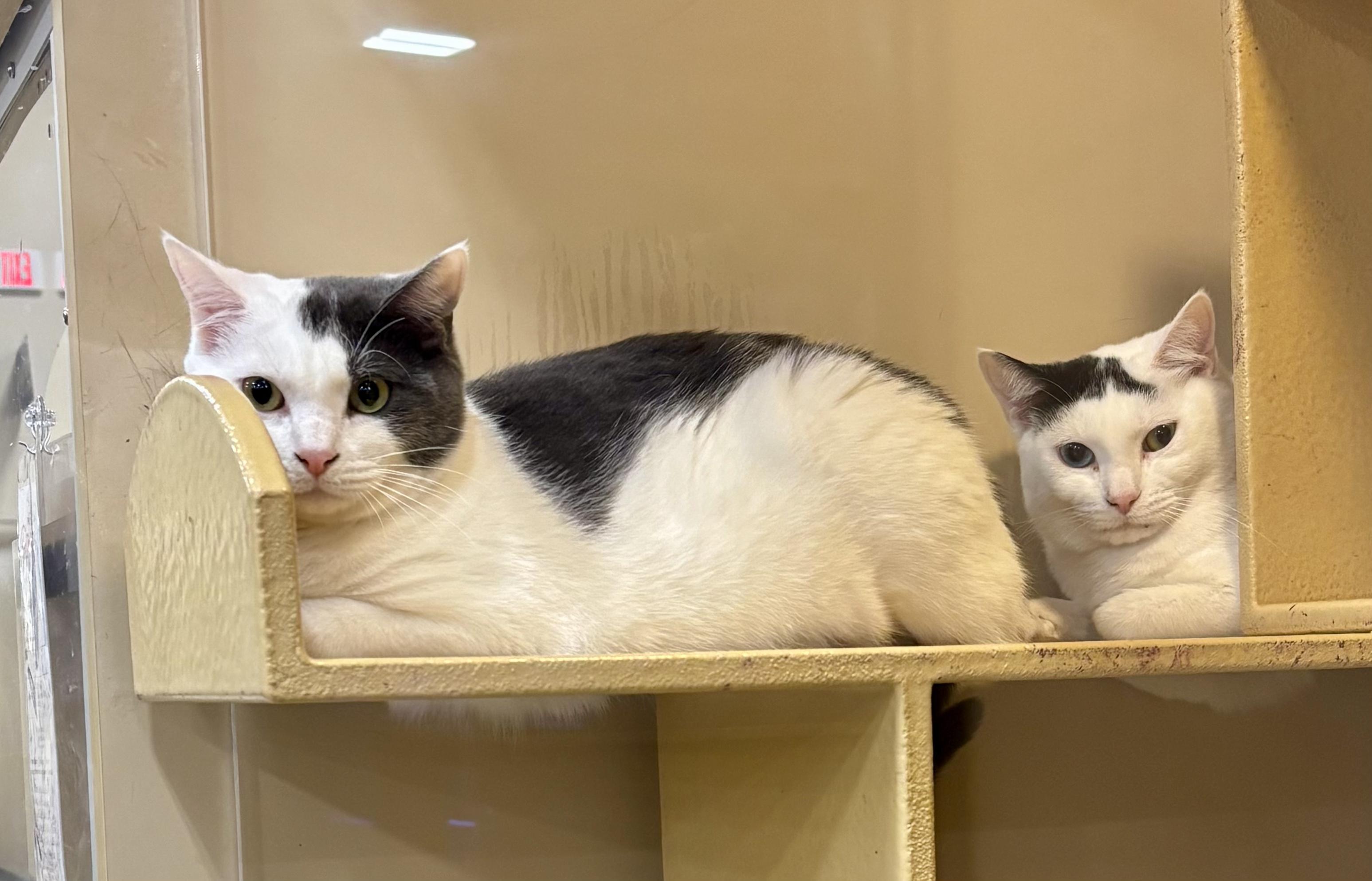 Enlarge Bodhi and Turtle, a ADOPTABLE mixed breed in Glenmont, NY image 5/5