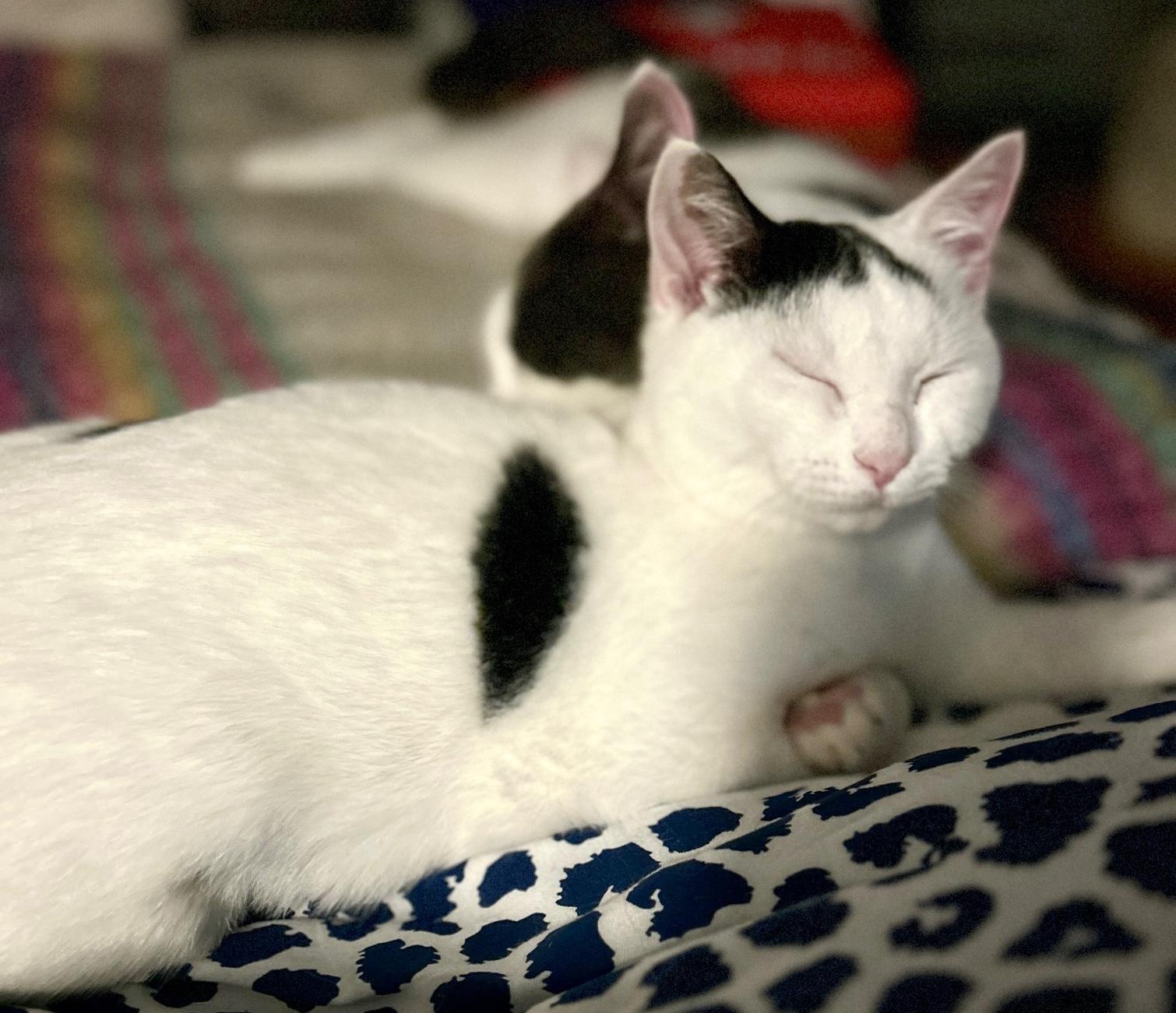 Enlarge Bodhi and Turtle, a ADOPTABLE mixed breed in Glenmont, NY image 4/5