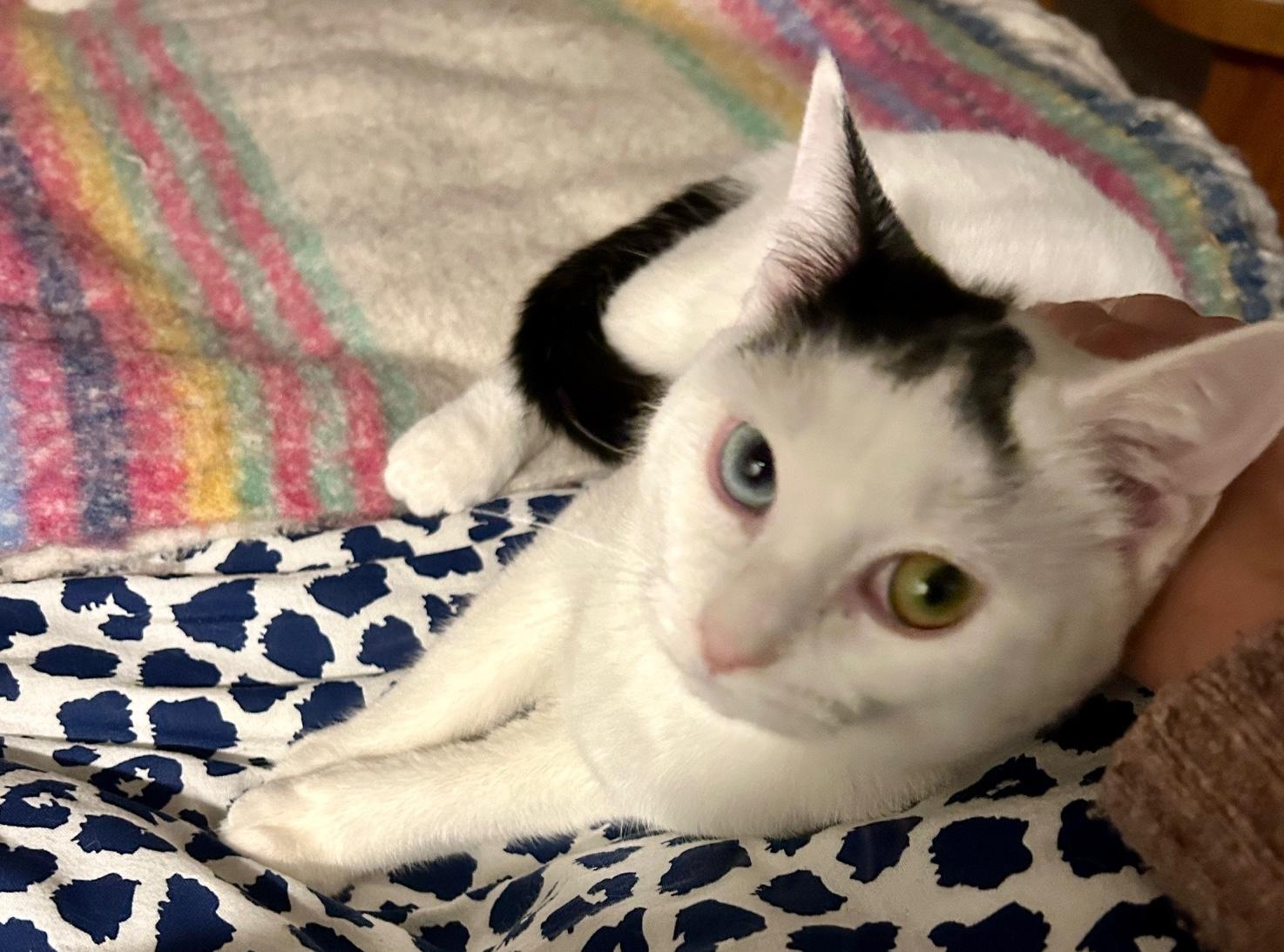 Enlarge Bodhi and Turtle, a ADOPTABLE mixed breed in Glenmont, NY image 2/5