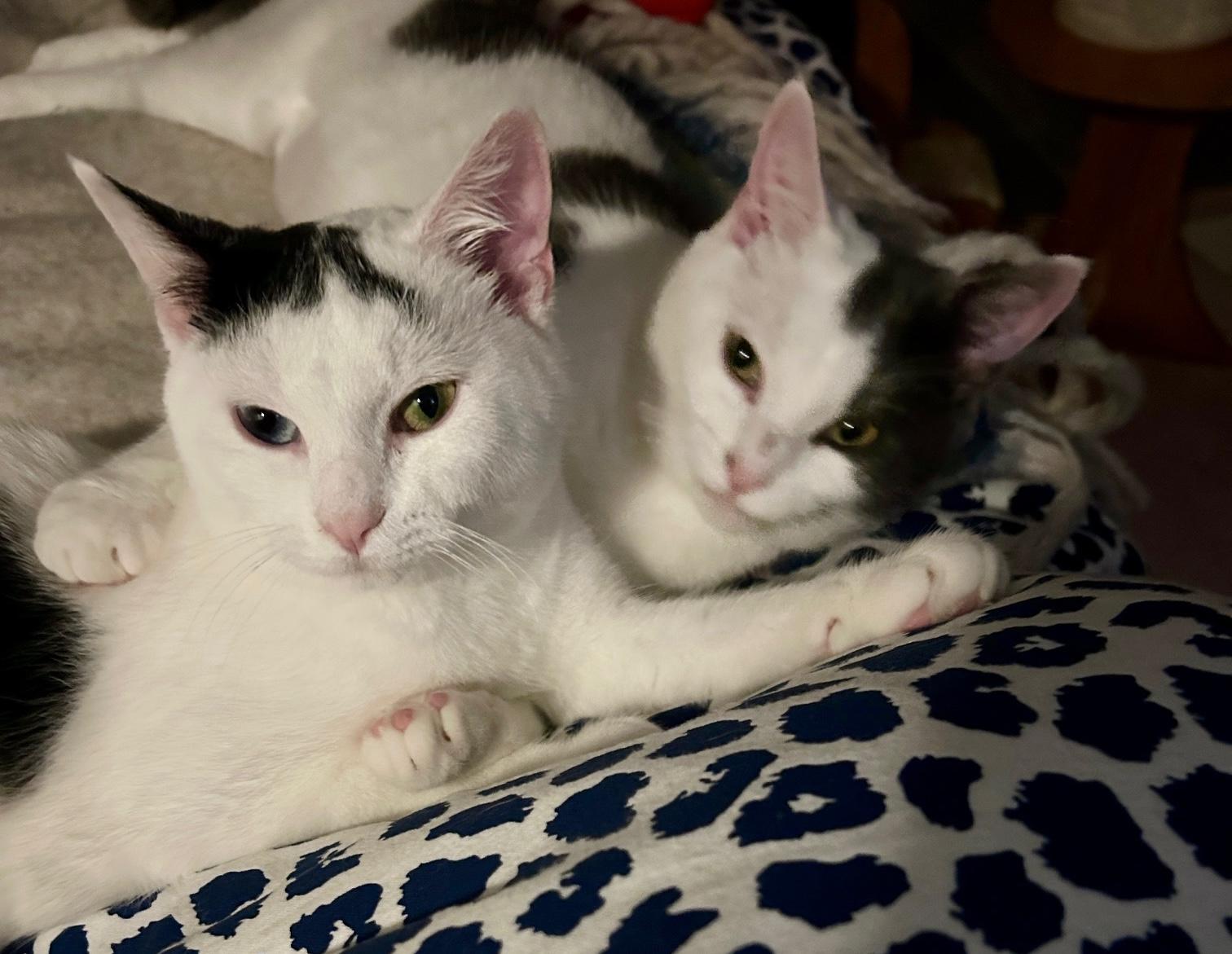 Enlarge Bodhi and Turtle, a ADOPTABLE mixed breed in Glenmont, NY image 1/5