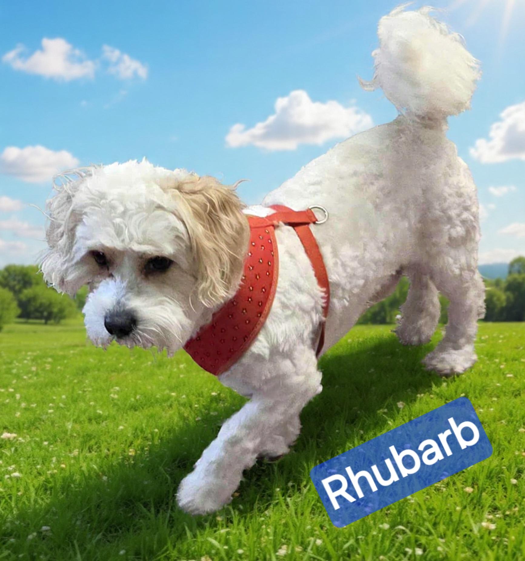 Enlarge Rhubarb , a ADOPTABLE Cavachon in Wheelersburg, OH image 2/2