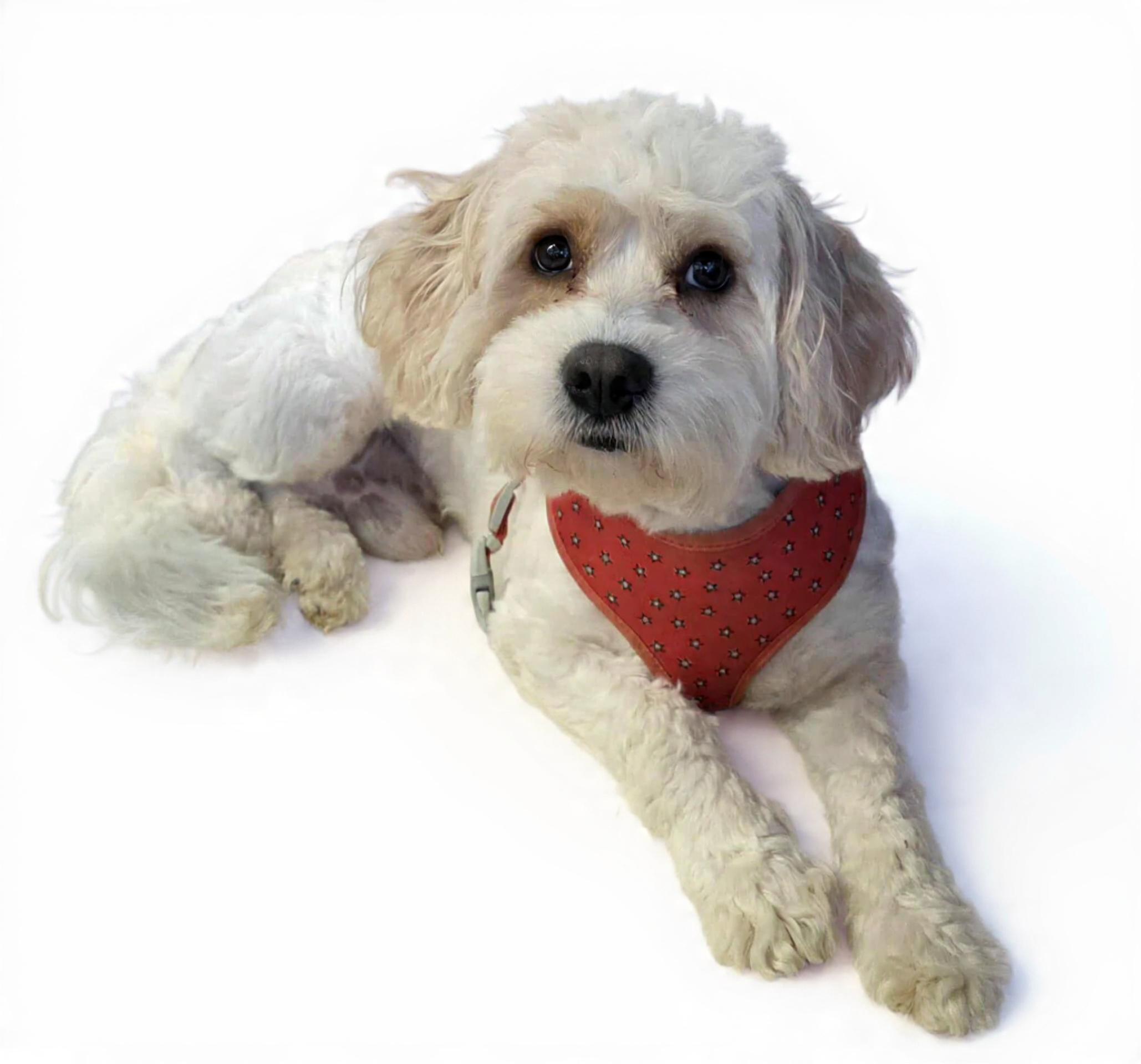 Enlarge Rhubarb , a ADOPTABLE Cavachon in Wheelersburg, OH image 1/2