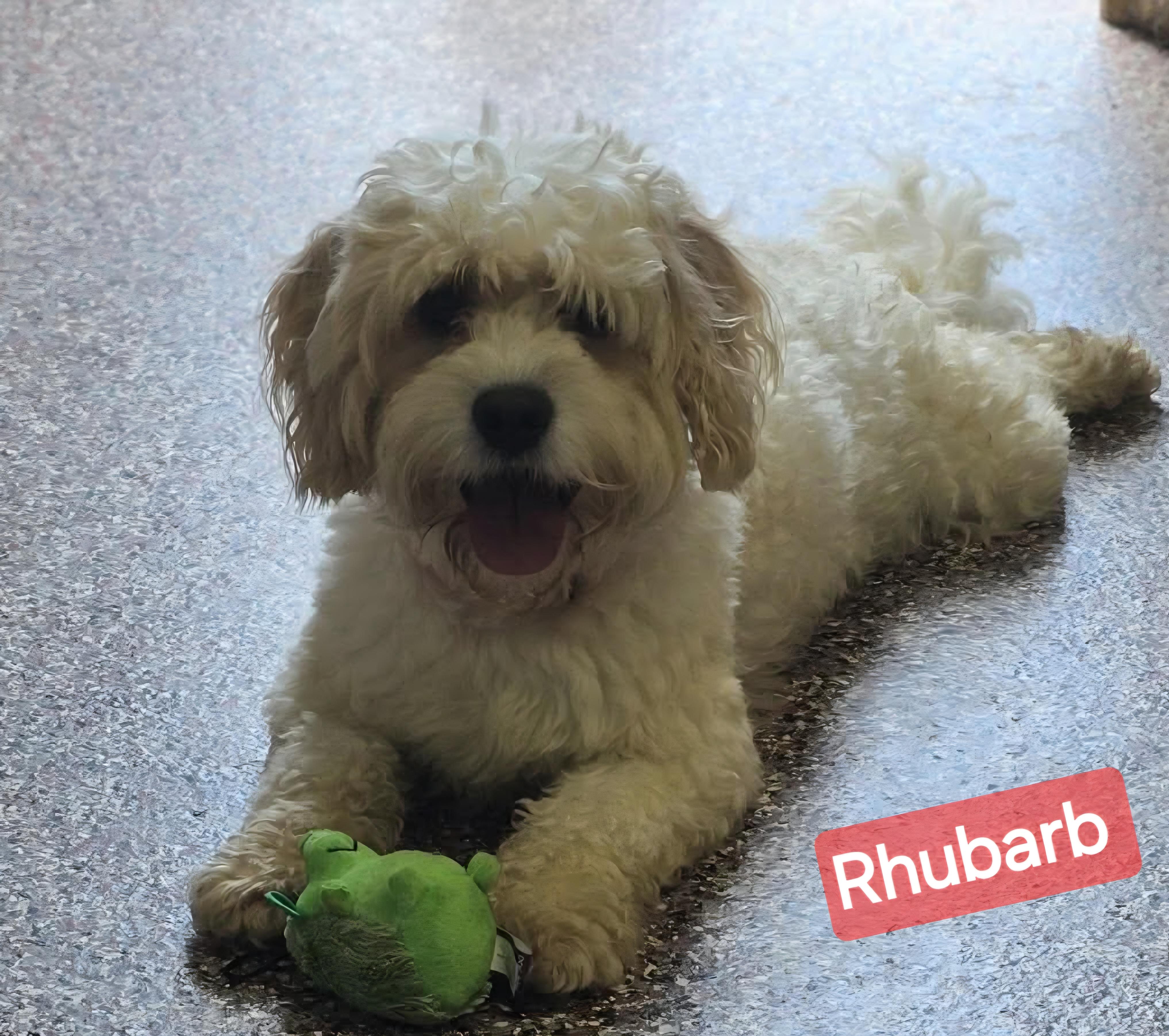 Rhubarb , ADOPTABLE, Young Male Cavachon.