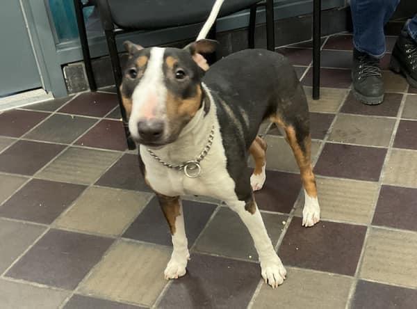 23-009 Paisley Chica, Adopted, Adult Female Bull Terrier.