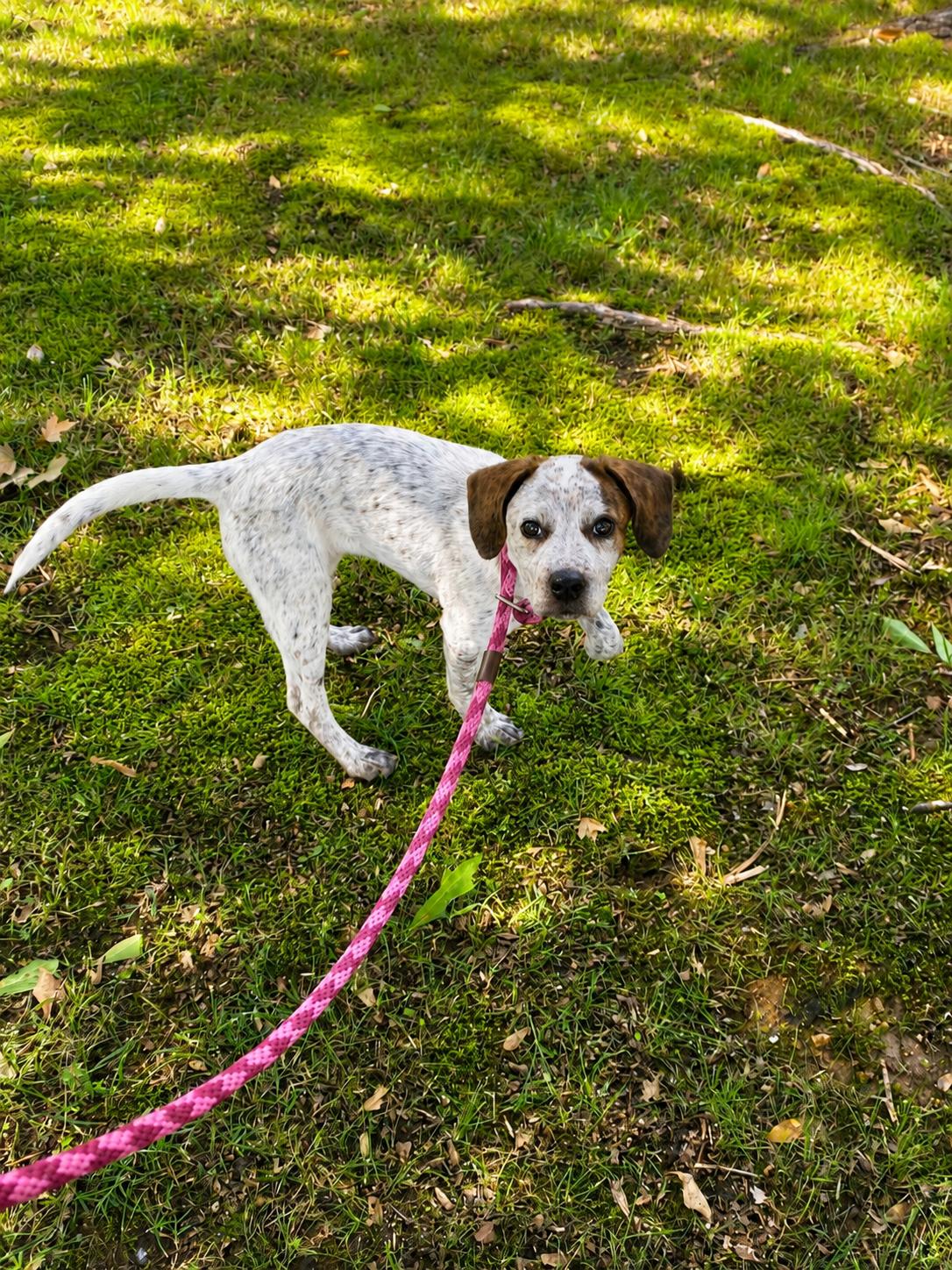 Enlarge Birdie, an adopted Mixed Breed in Pembroke, MA image 2/2