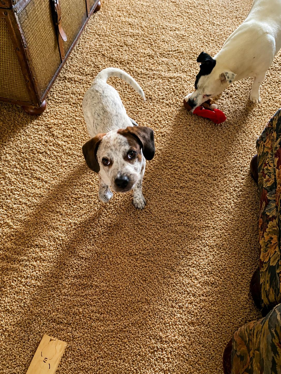 Birdie, adopted, Puppy Female Mixed Breed.