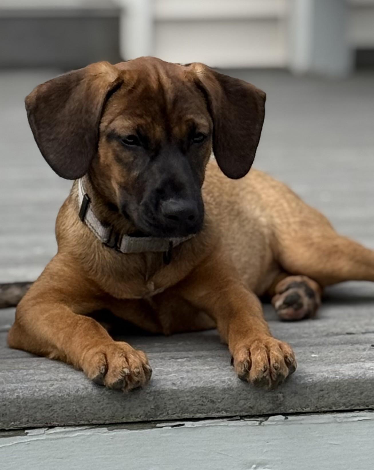 Delmar, an adopted mixed breed in Albany, NY image 2/5