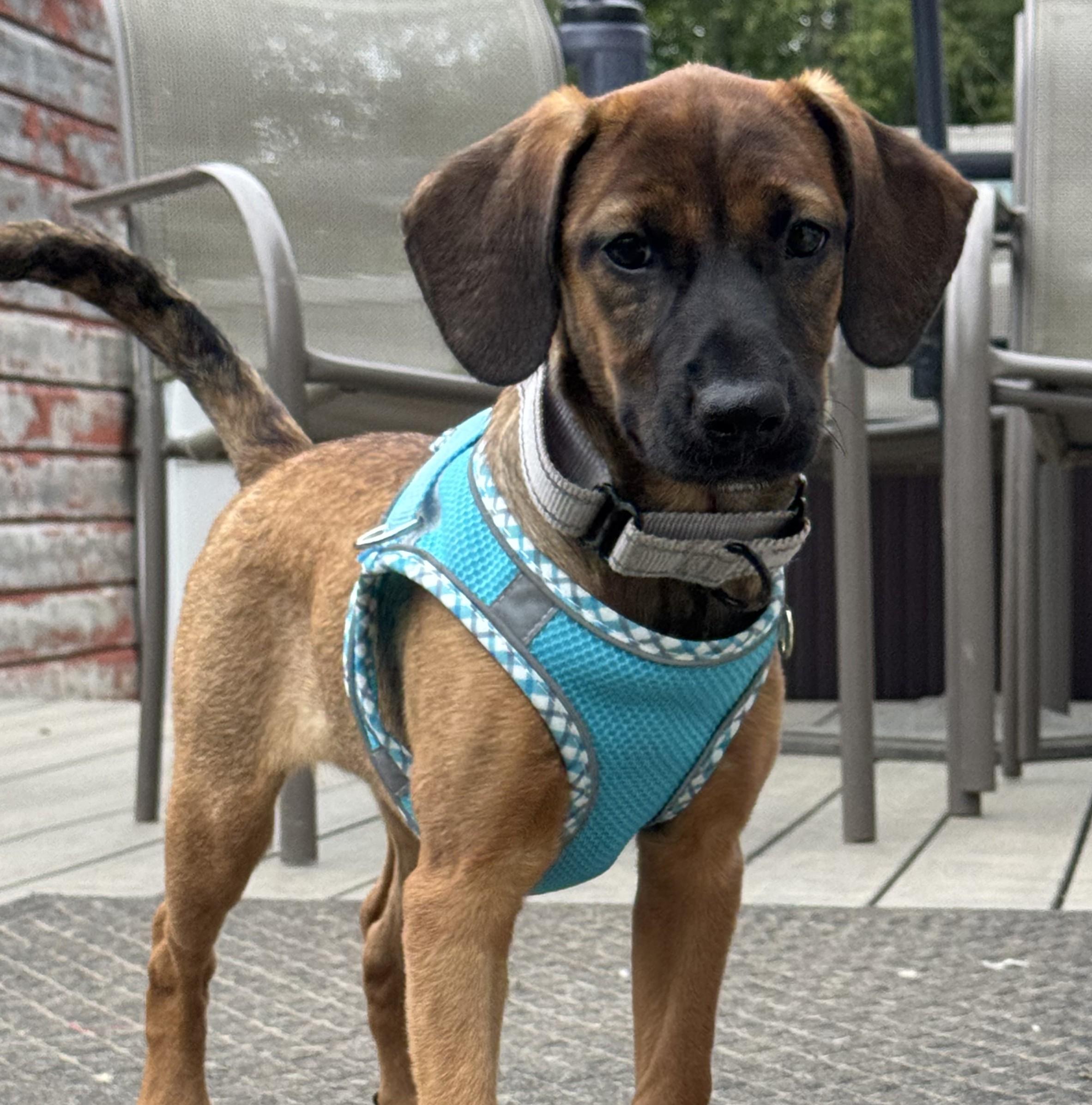 Delmar, adopted, Puppy Female Hound.