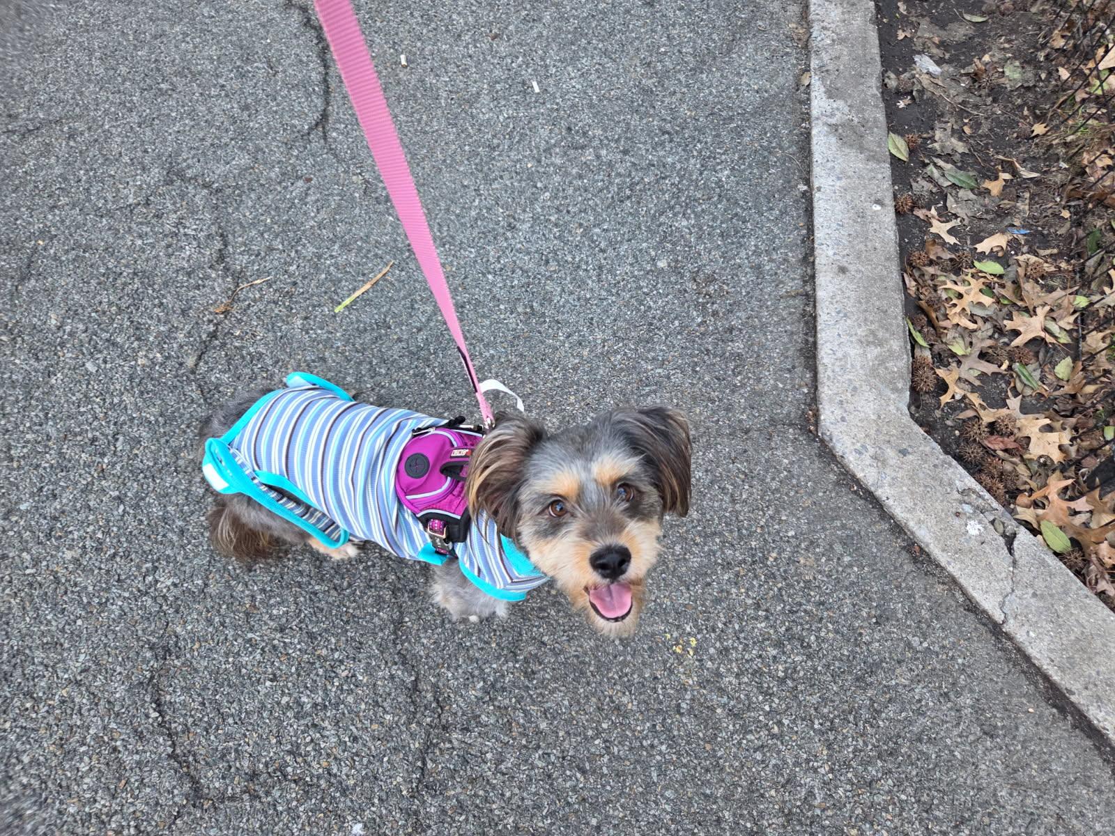 Enlarge Celeste, an adoptable mixed breed in Bayville , NY image 1/4