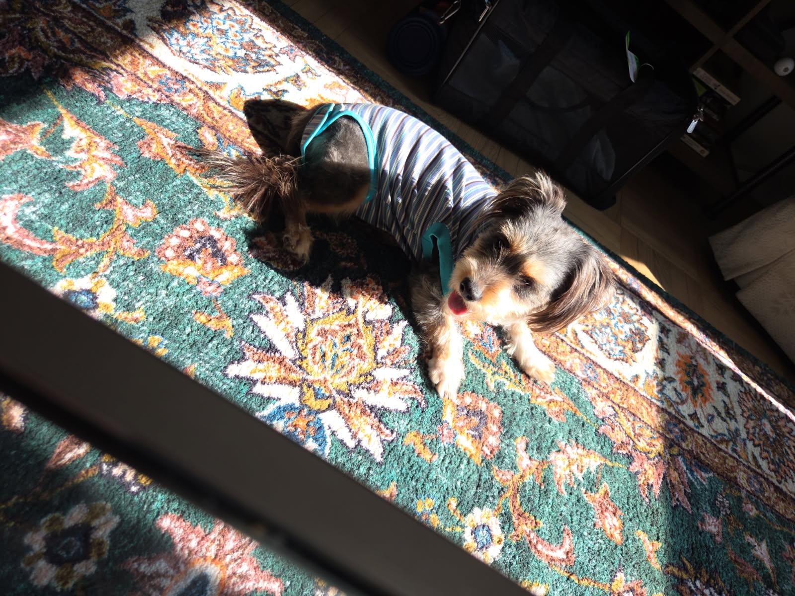 Enlarge Celeste, an adoptable mixed breed in Bayville , NY image 3/4